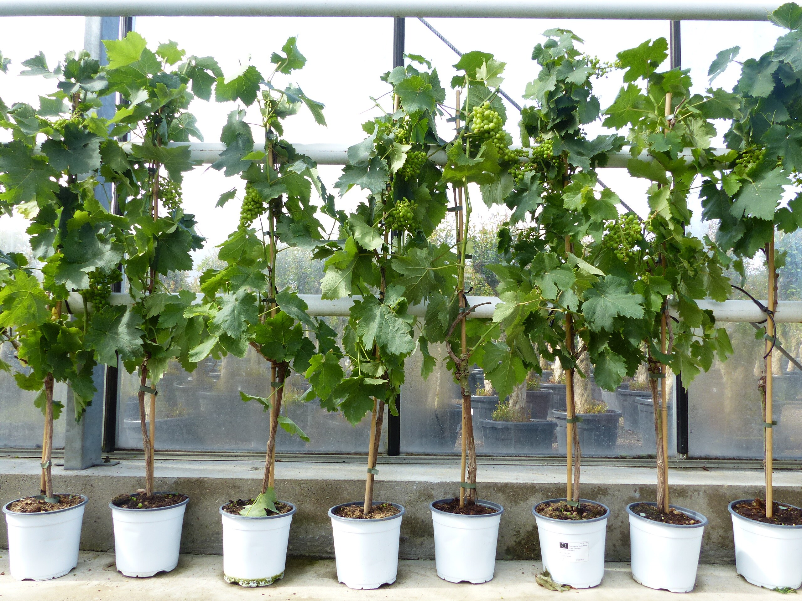 Vitis Vinifera dunkle Traube 110120 cm knorrige Weinrebe Weinstock