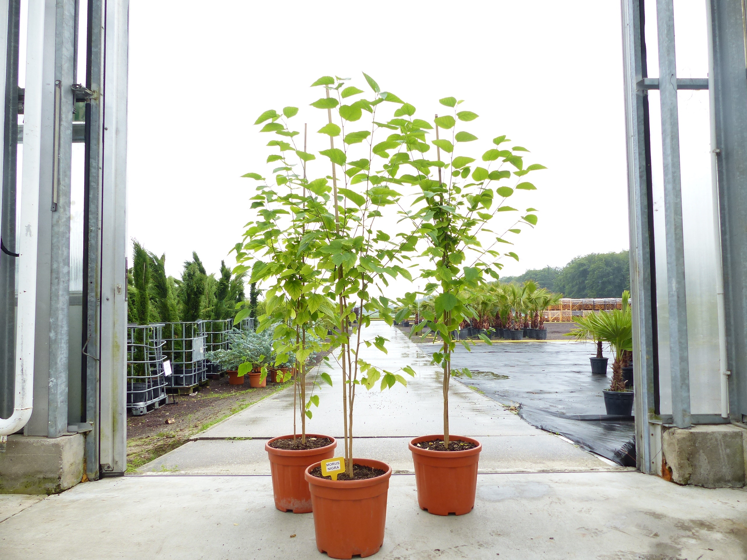 Morus Nigra 170 - 180 cm Schwarze Maulbeere, Maulbeergew&auml;chse, Winterhart - Bild 1