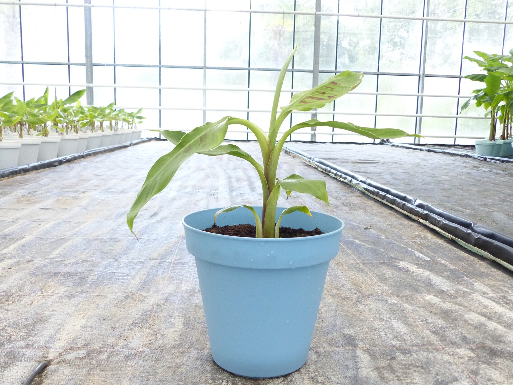 Bananenstaude Banane Grand-Naine-acuminata-Banane 40-50 cm, Chiquita Banane, Staude | 04251740122897