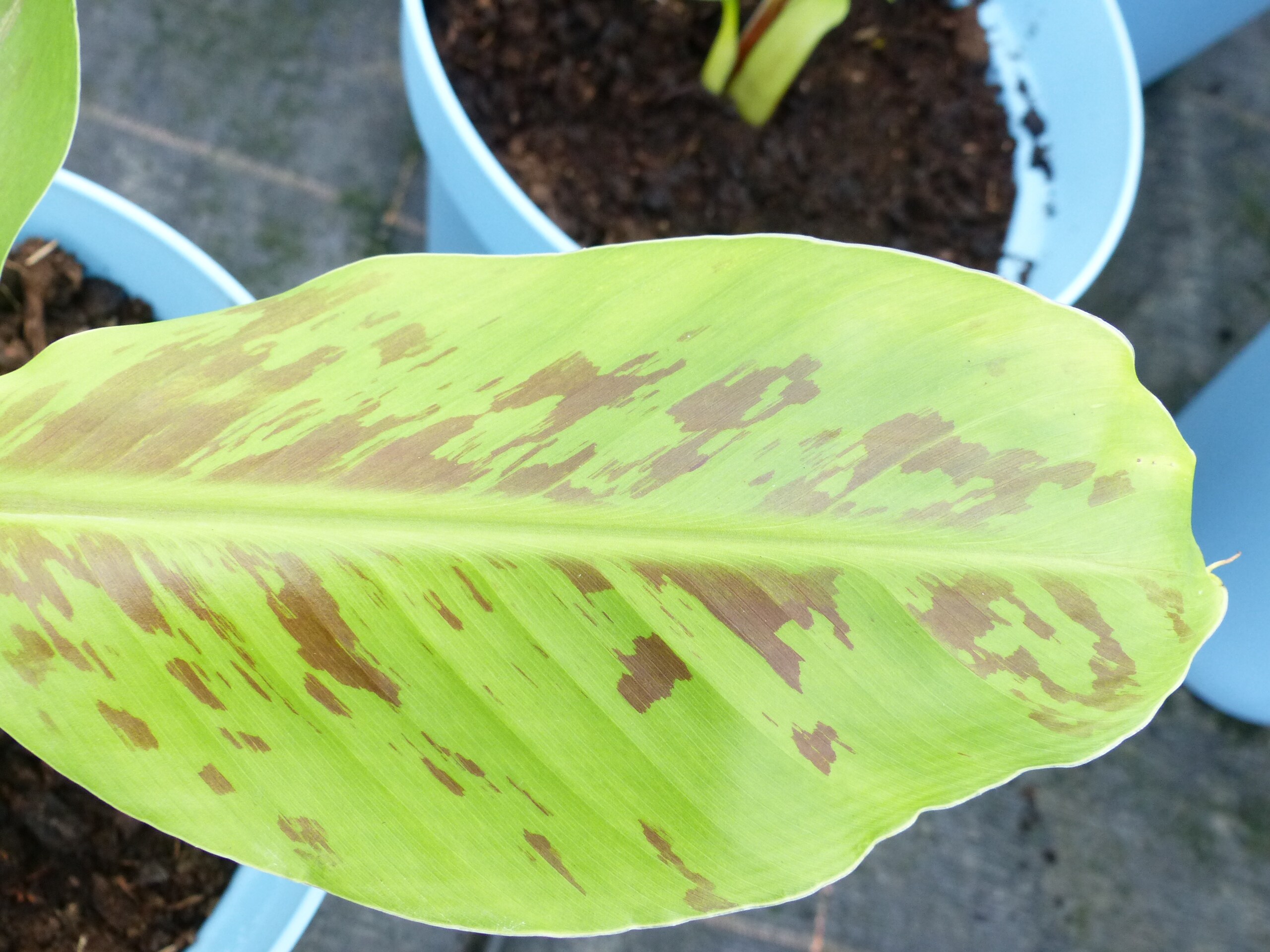 Bananenstaude Banane Grand-Naine-acuminata-Banane 40-50 cm, Chiquita Banane,  Staude online kaufen bei Netto