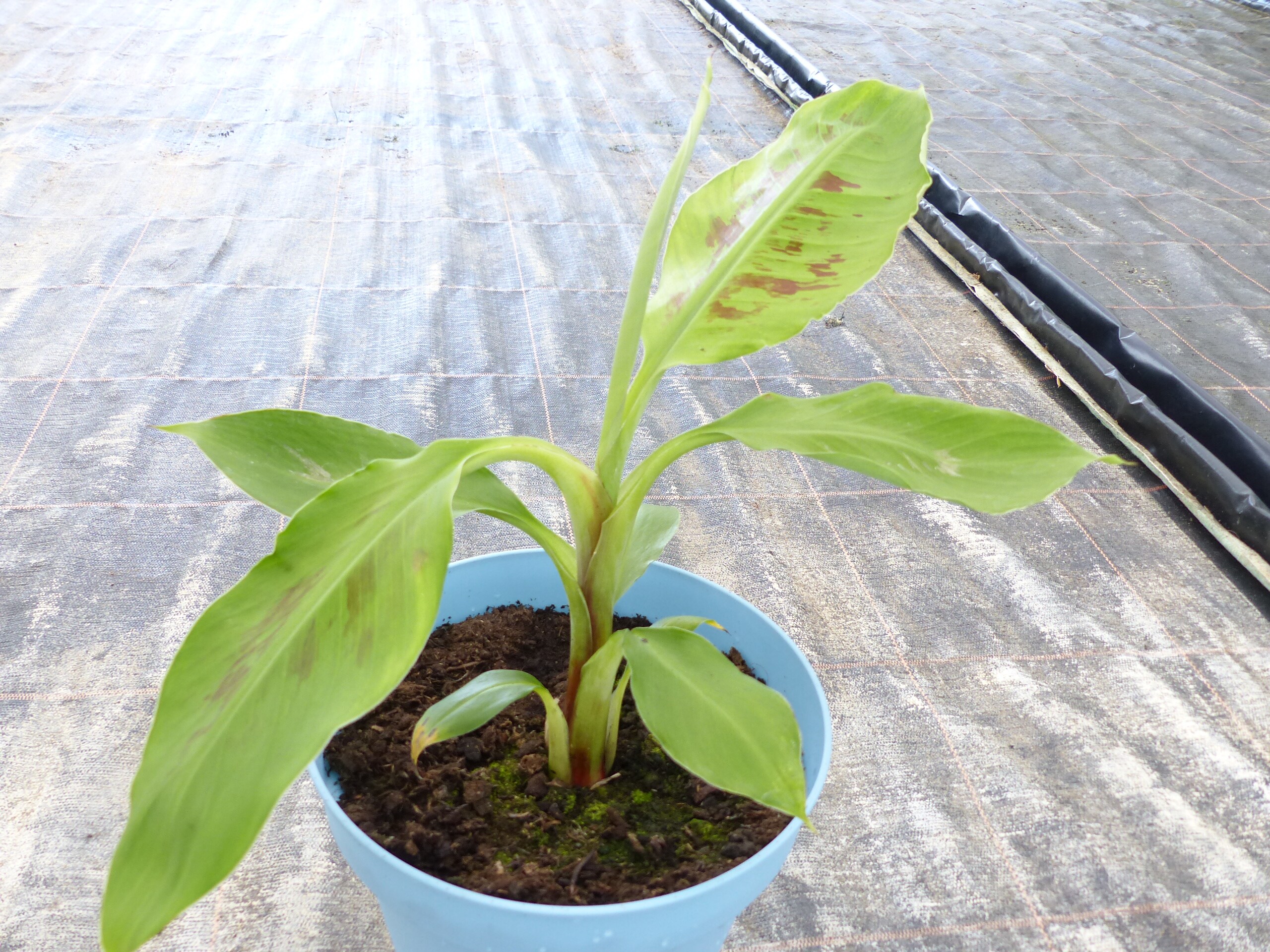 Bananenstaude Banane Grand-Naine-acuminata-Banane 40-50 cm, Chiquita Banane,  Staude online kaufen bei Netto
