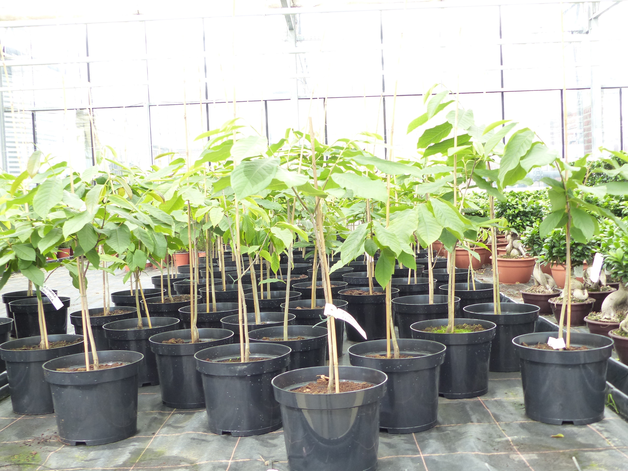 Indianerbanane 100 cm Asimina triloba Sunflower Papau Pawpaw, winterhart - Bild 1