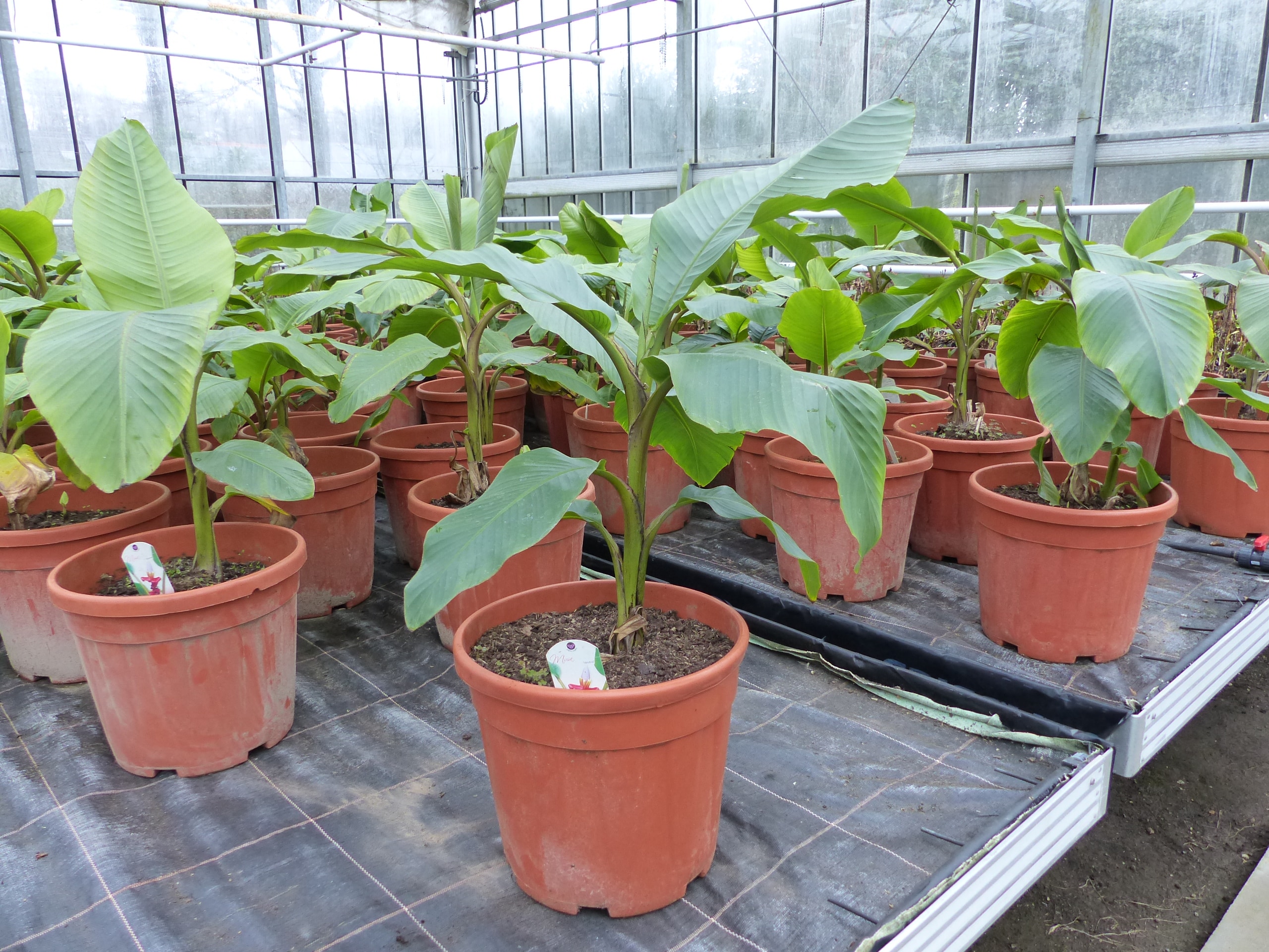 Bananenstaude Banane Musa Velutina 80 cm, rosa Zwergbanane, winterhart - Bild 1