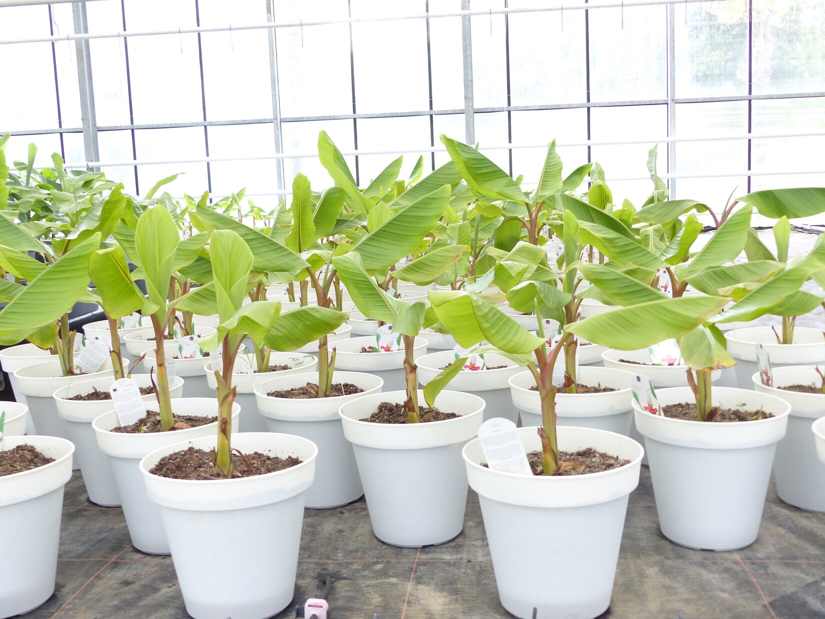 Bananenstaude Banane-Musa-velutina-55-60-cm, Kenia-Banane, Mini-Banane,  winterhart | 04251740122934