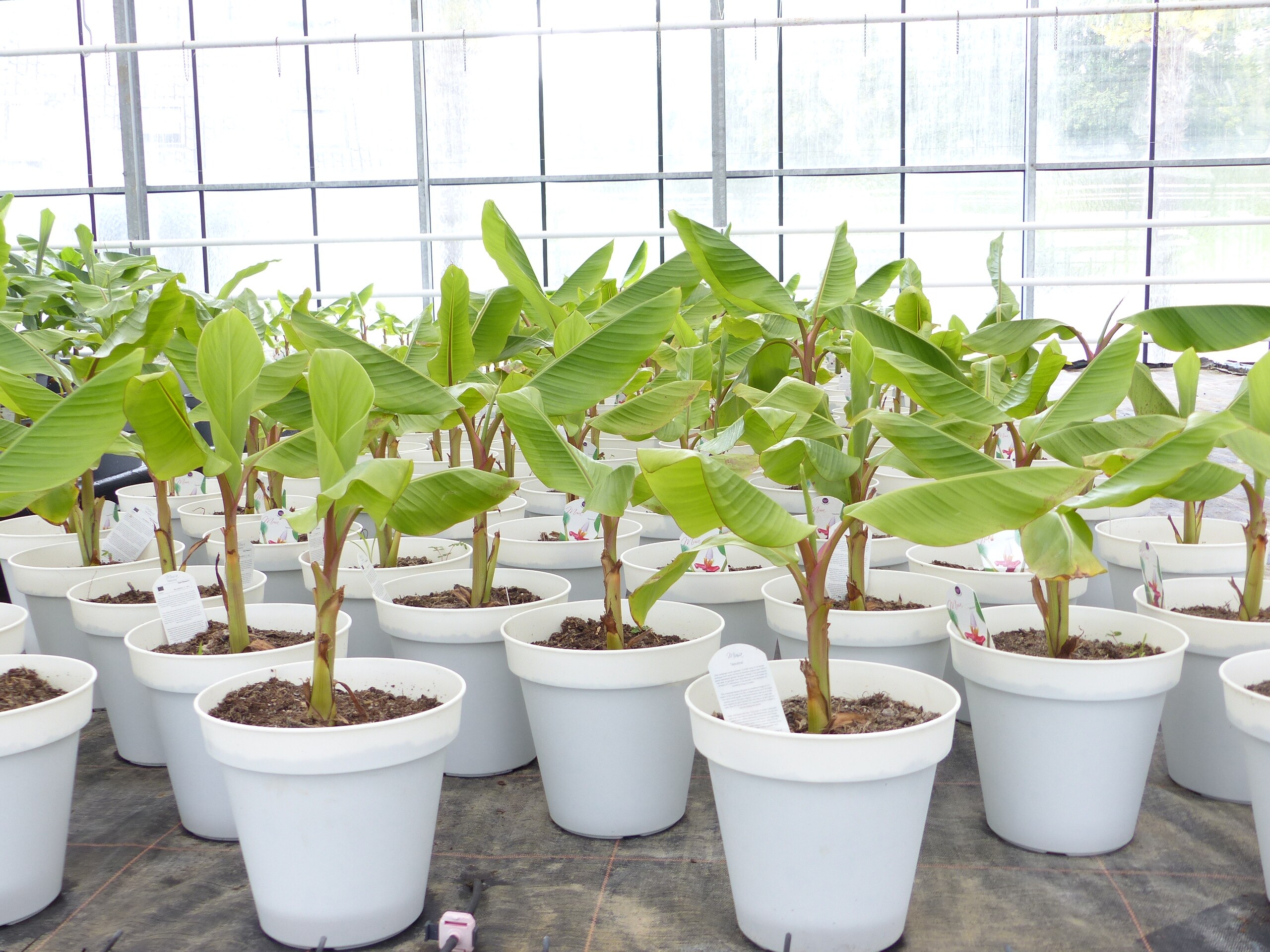Bananenstaude Banane Musa Velutina 80 cm, rosa Zwergbanane, winterhart  online kaufen bei Netto