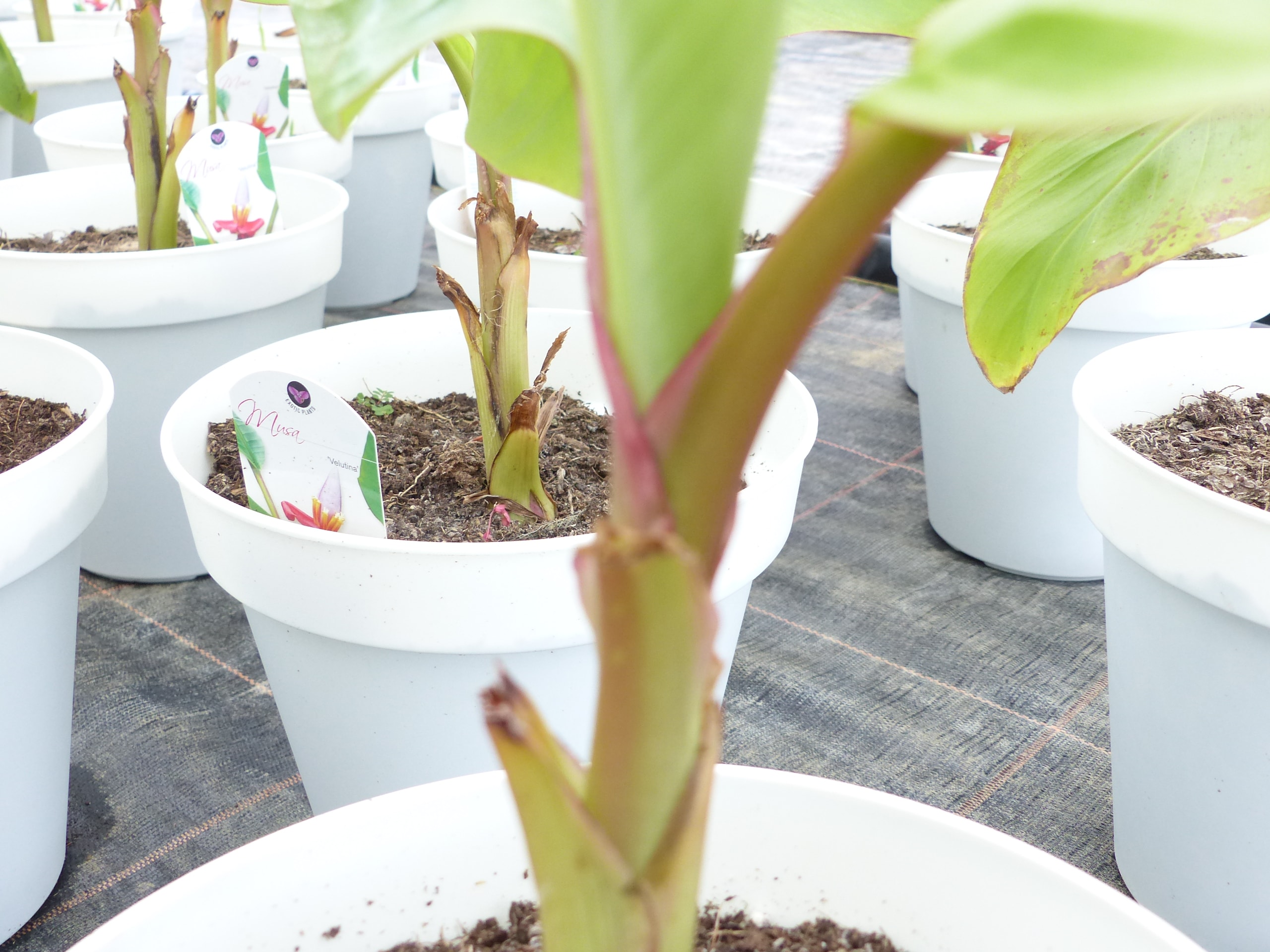 Bananenstaude Banane Musa Velutina 80 cm, rosa Zwergbanane, winterhart