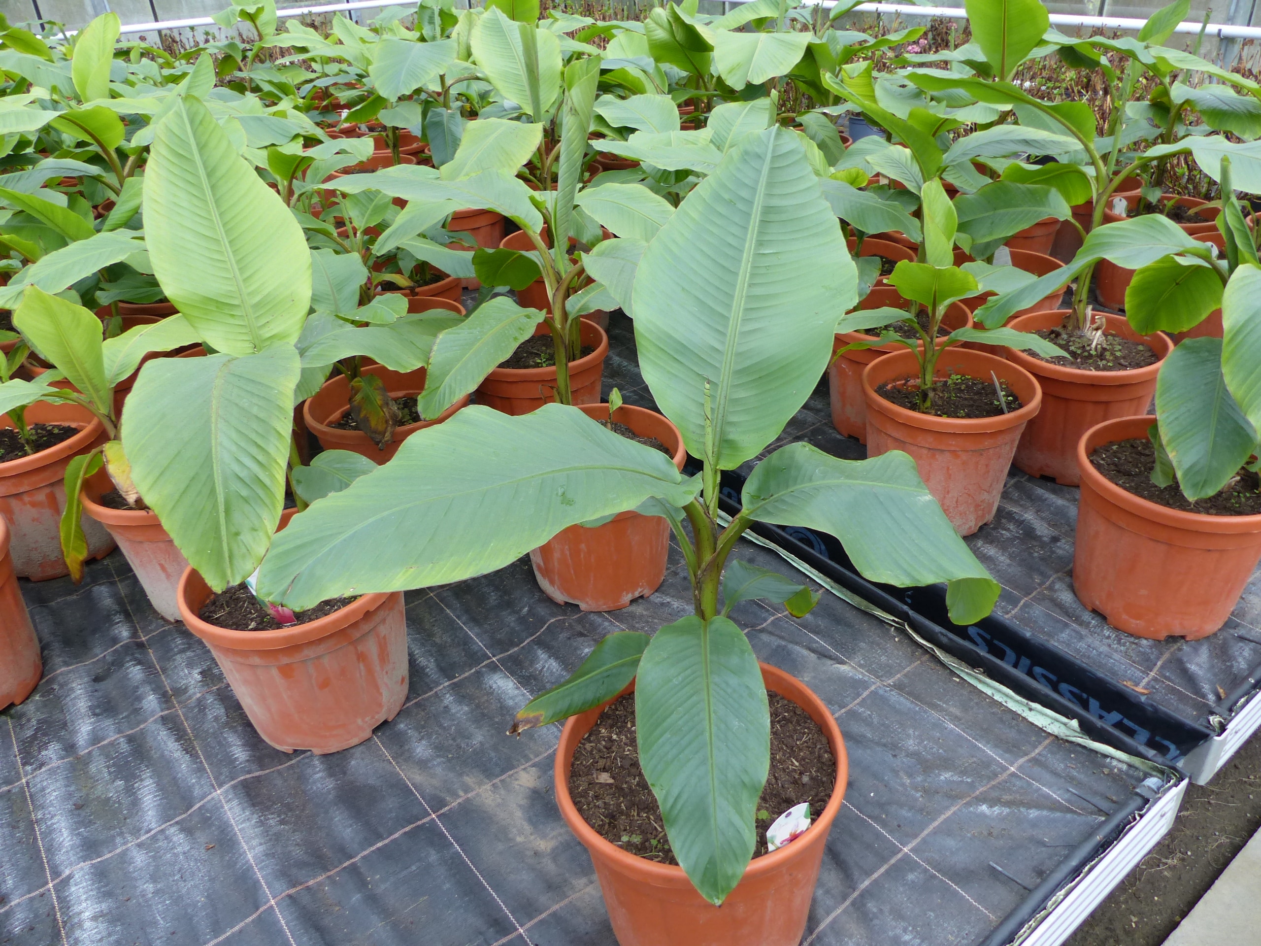 Bananenstaude Banane Musa Velutina 80 cm, rosa Zwergbanane, winterhart