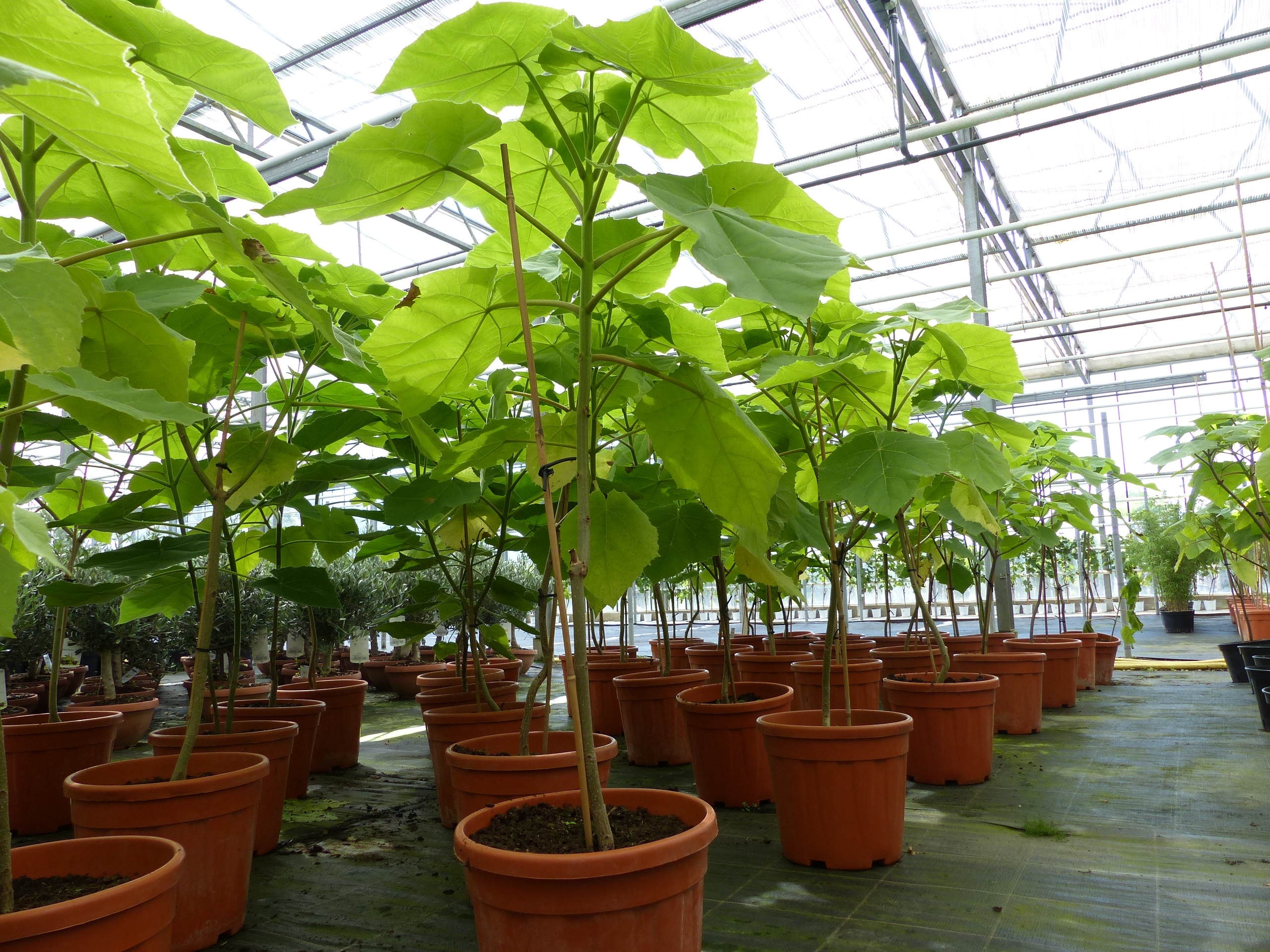 Blauglockenbaum Kiribaum 130 - 150 cm Paulownia tomentosa Kaiserbaum - Bild 1