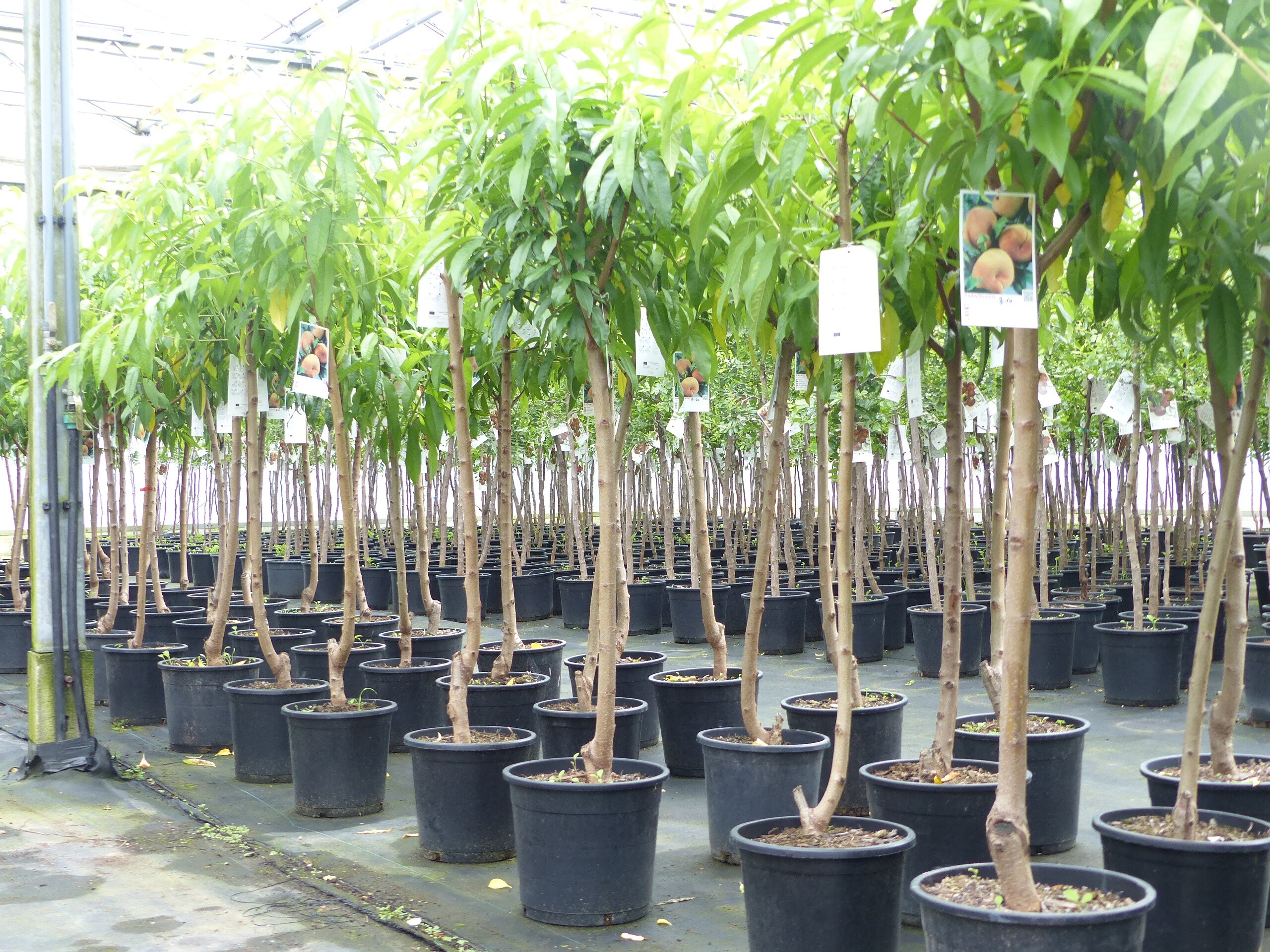 Plattpfirsich Pfirsich 170 - 180 cm Pfirsichbaum XL Stamm Prunus persica var. platycarpa - Bild 1