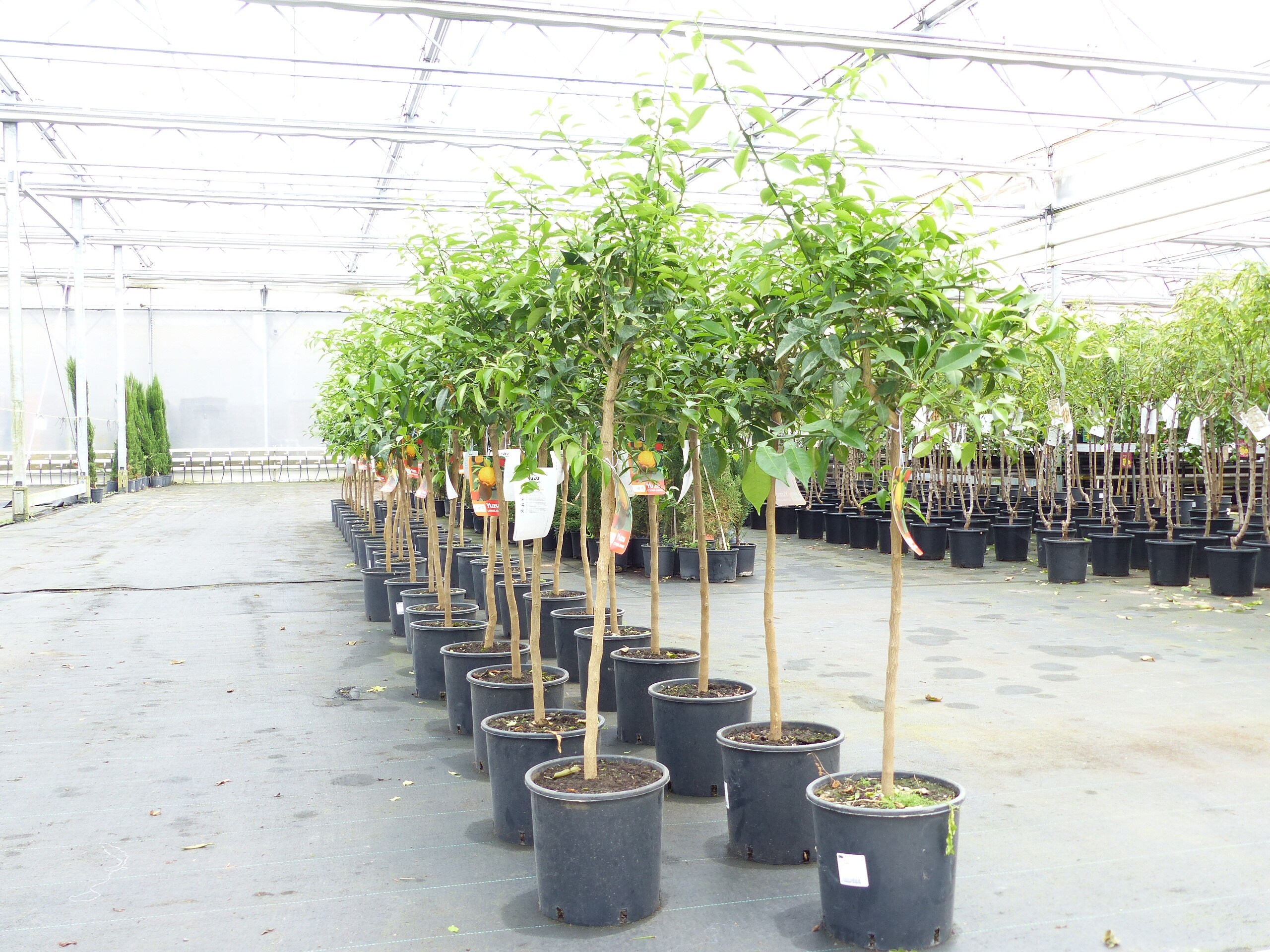 Citrus Yuzu 130 - 150 cm, Zitronenbaum Zitrone, japanische Zitrone, winterhart - Bild 1