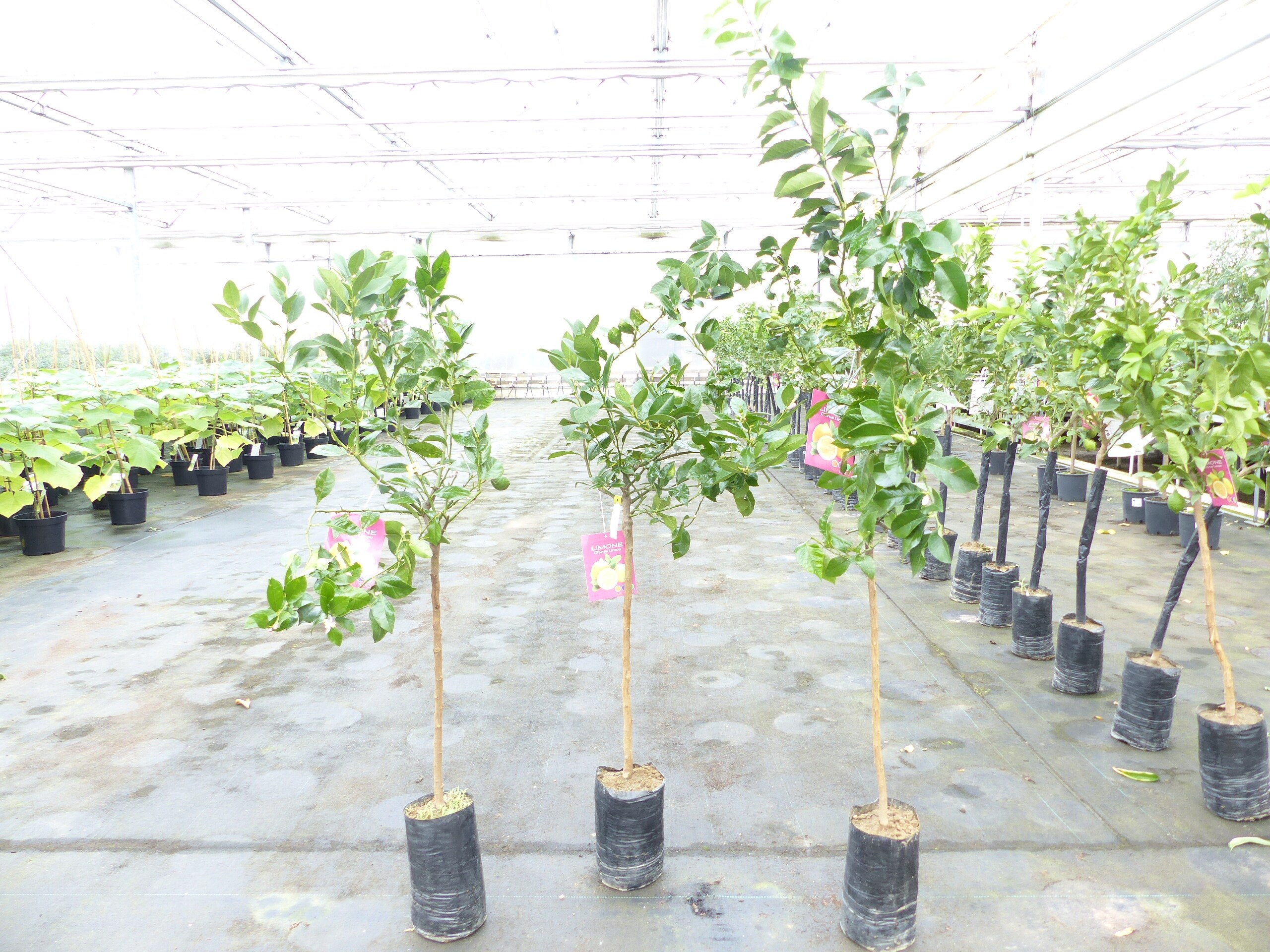 Zitrus Zitronenbaum Zitrone Citrus Limon Limone 160 - 170 cm Zitruspflanze - Bild 1