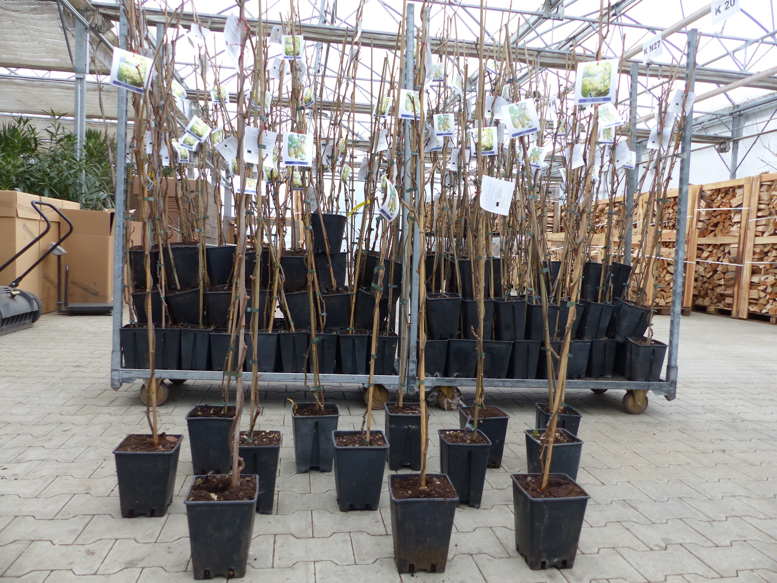 2 Stück im Set Kiwi Hayward & Tomuri 150 - 180 cm Actinidia Kiwipflanze Pflanze