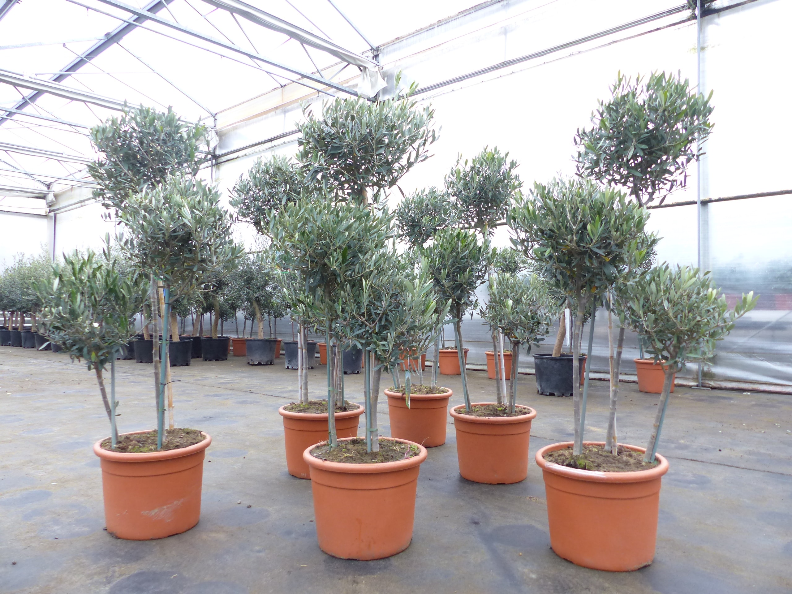 Olivenbaum Pon Pon 150-165-cm Hochstamm, beste Qualit&auml;t, winterhart - Bild 1