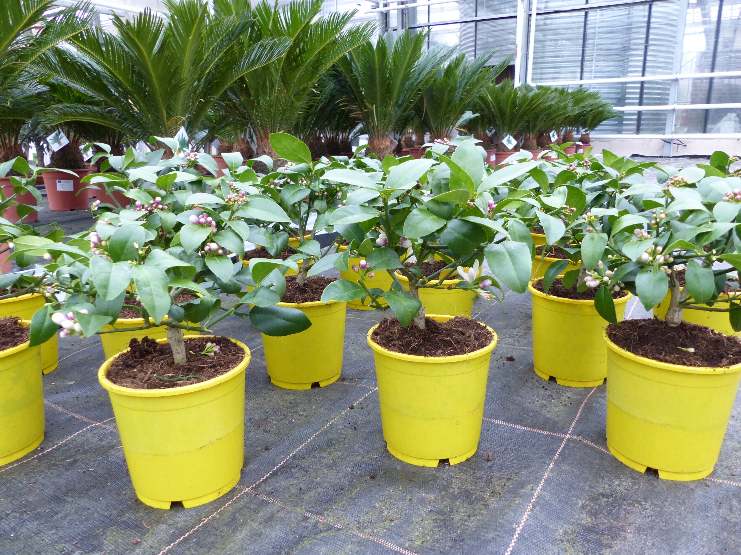 BONSAI: Meyer Meyerii Zitrone echter Zitronenbaum 30 cm Citrus Limon Zitruspflanze - Bild 1