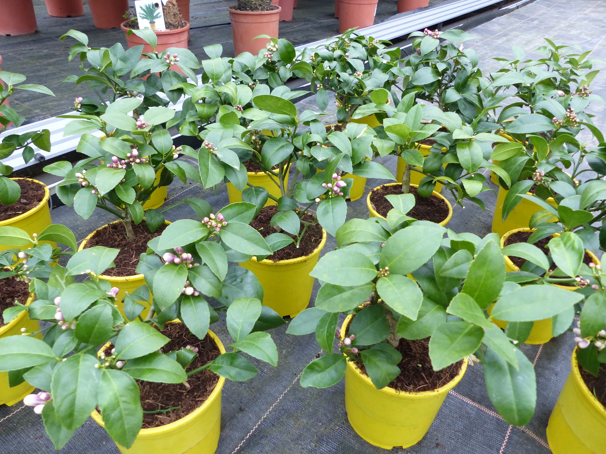 Zitronenbaum Anbauen -Fotos Und -Bildmaterial In Hoher Auflösung - Foto 11