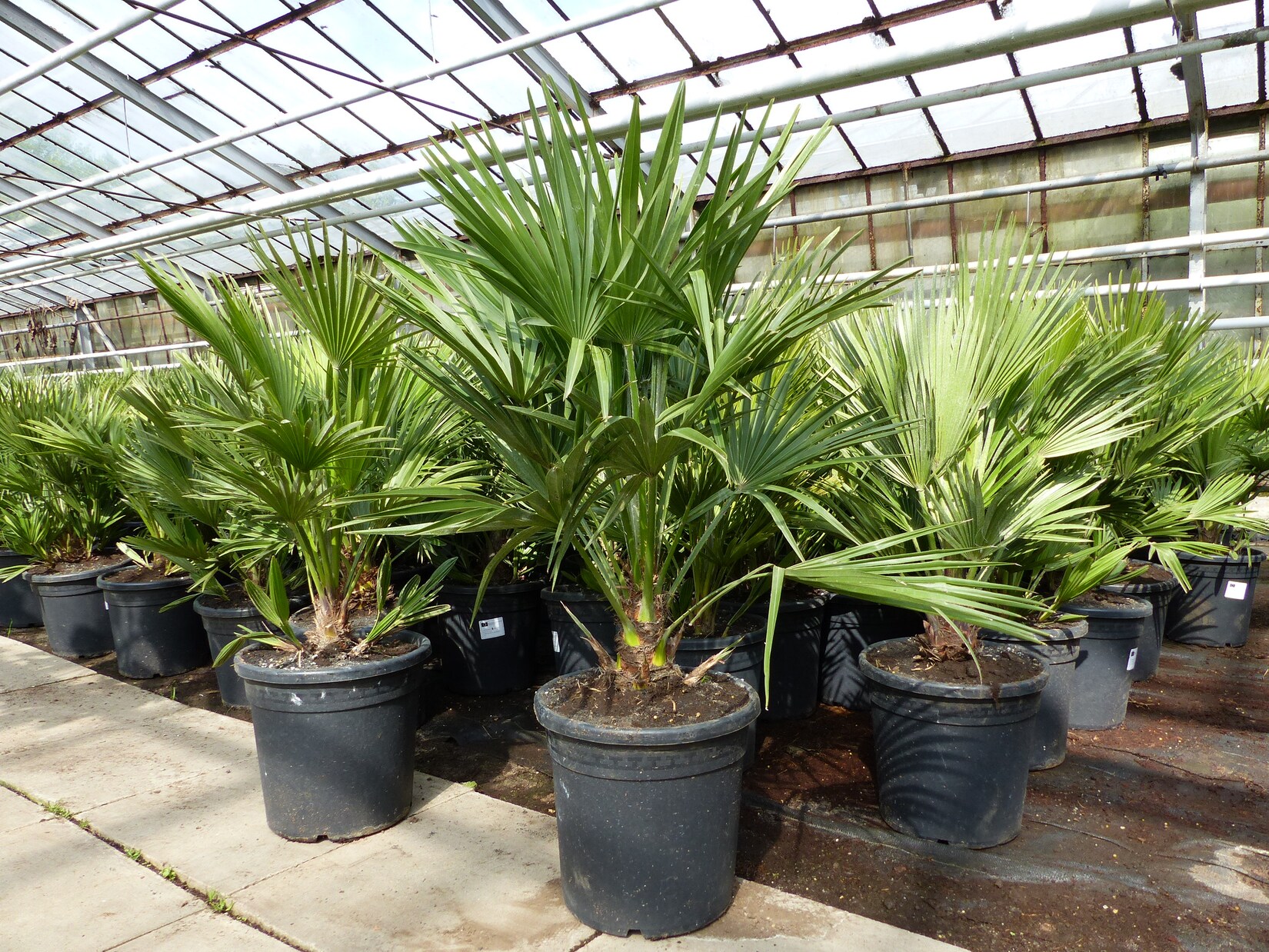 Palme „Vulcano“ 70 cm Zwergpalme Chamaerops Humilis, winterhart bis -12°C | 04251740123849