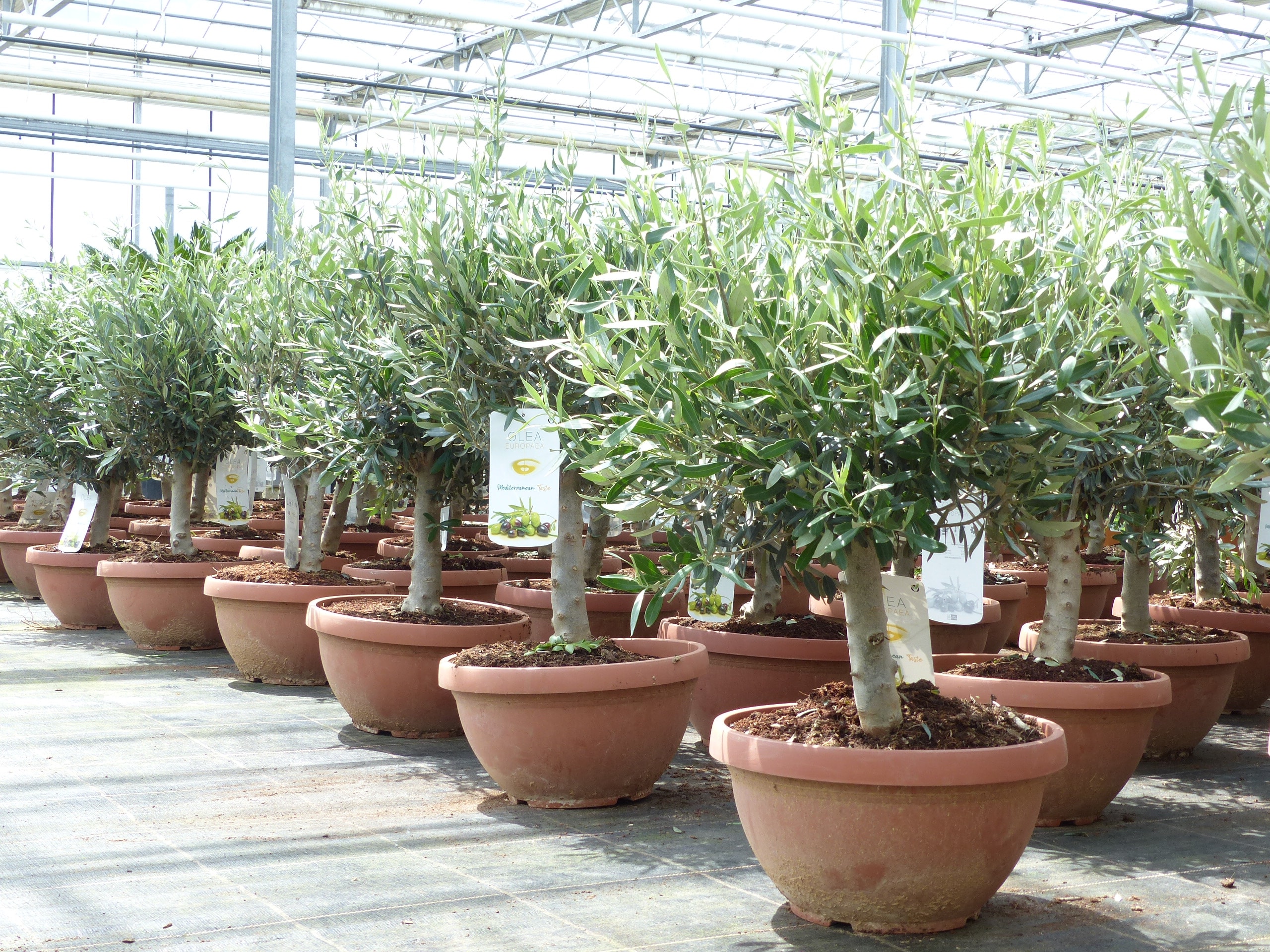 Olivenbaum Bonsai 70 - 90 cm Formgeh&ouml;lz, Olive winterhart, Olea europaea - Bild 1