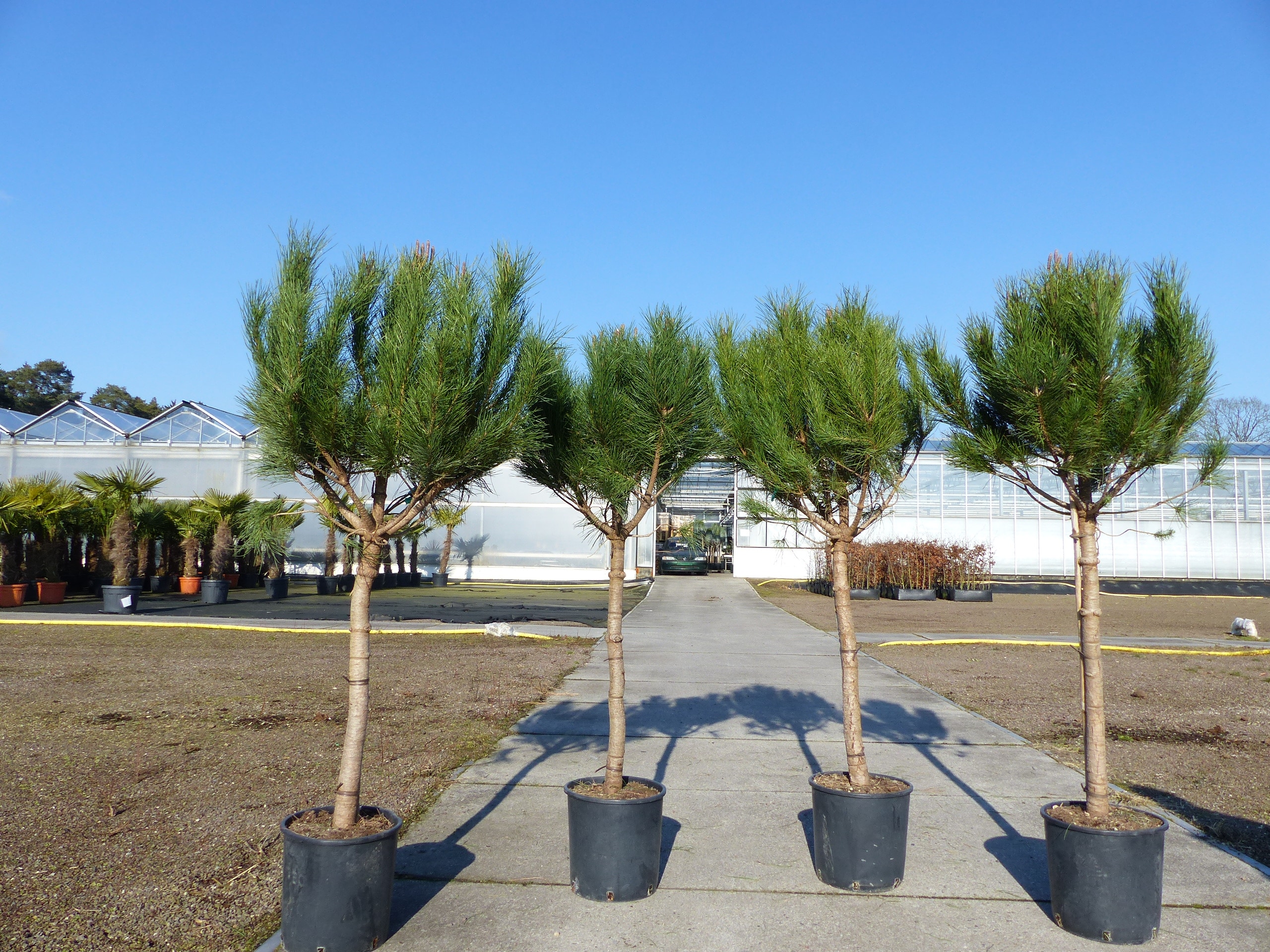 Pinus Pinea Mittelmeerkiefer 180 cm Pinie Kiefer Stamm Premium XL Stamm, winterhart - Bild 1