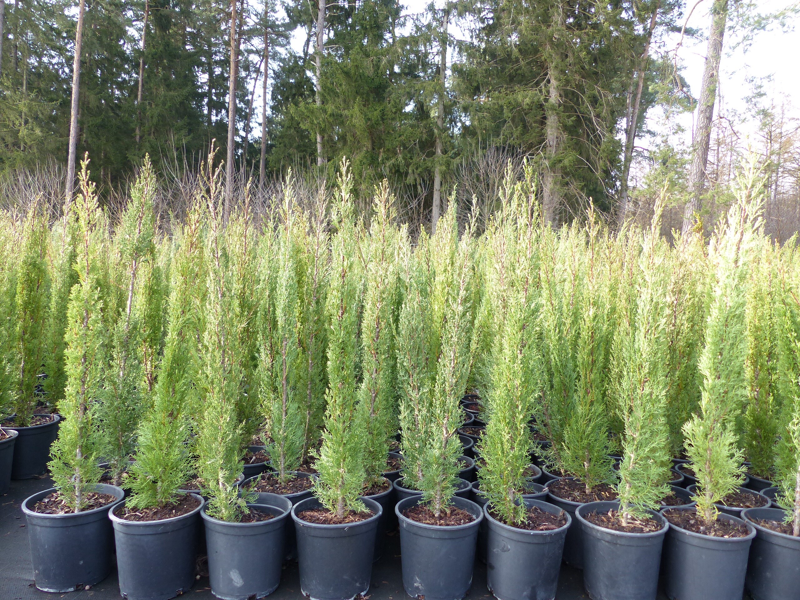 4x Mittelmeerzypresse 90 - 120 cm S&auml;ulen Toskana Zypressen Zypresse Cupressus Semper - Bild 1