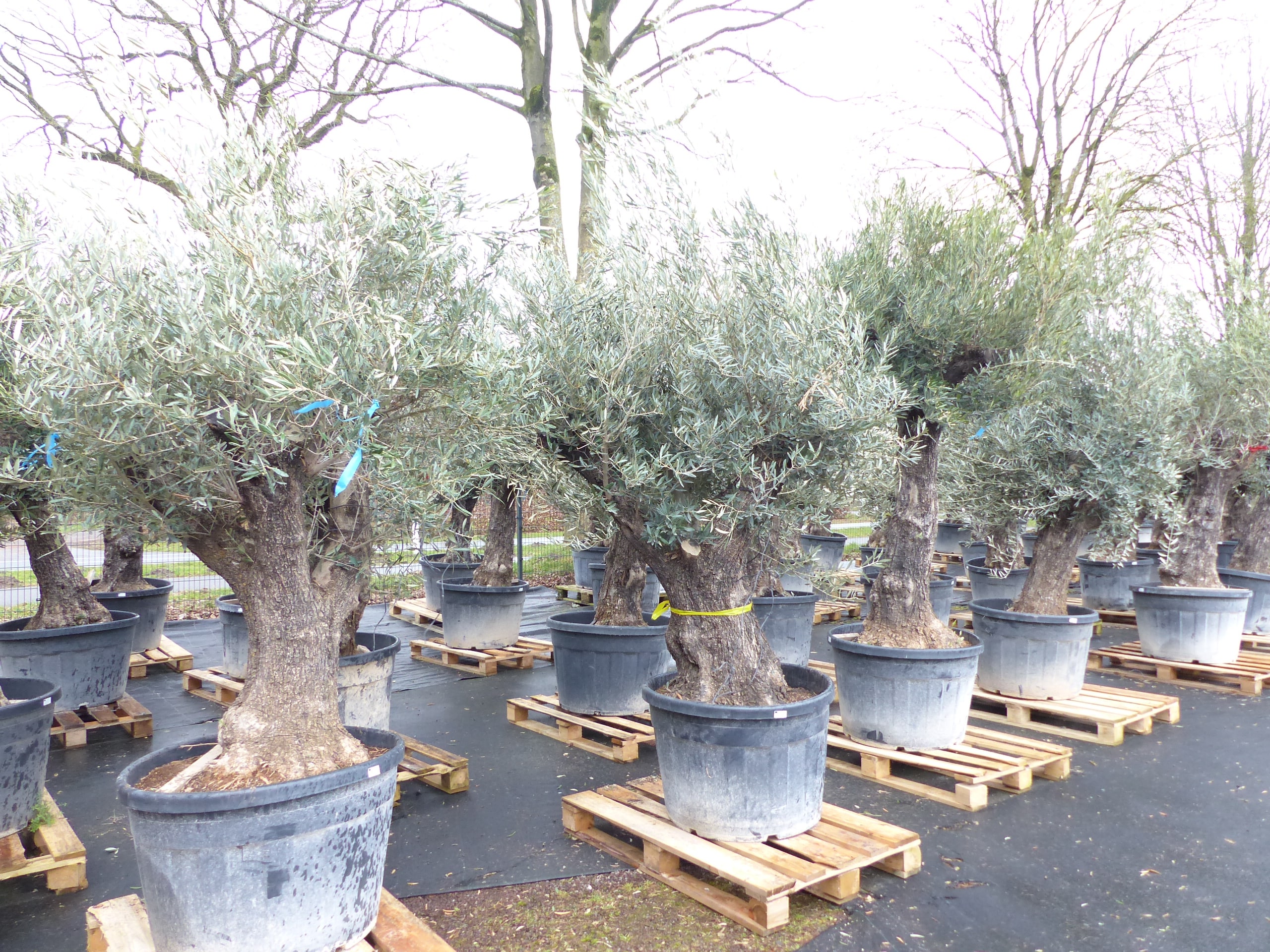 Olivenbaum 100 Jahre, 200 - 250 cm, Stamm 80-100 cm, knorrig urig Olive, winterhart - Bild 1