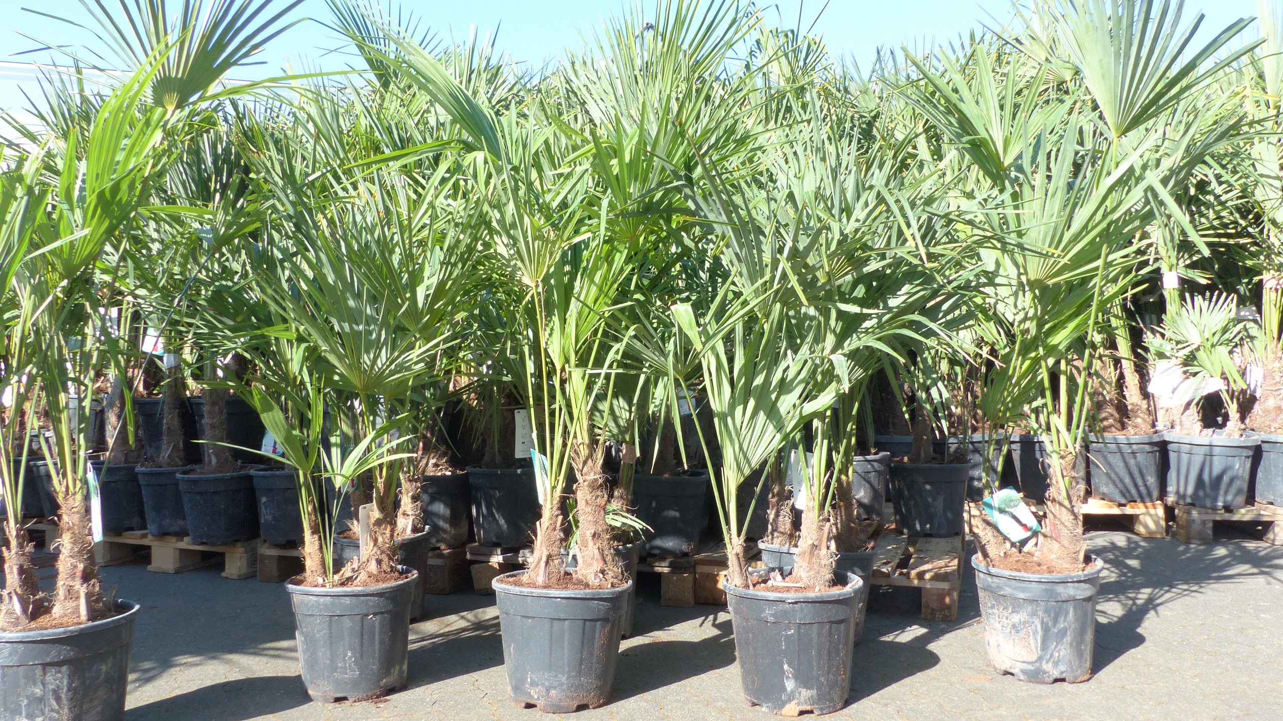 Trachycarpus fortunei Gruppe 150 - 170 cm Palme Hanfpalme, winterhart bis -18&deg;C - Bild 1
