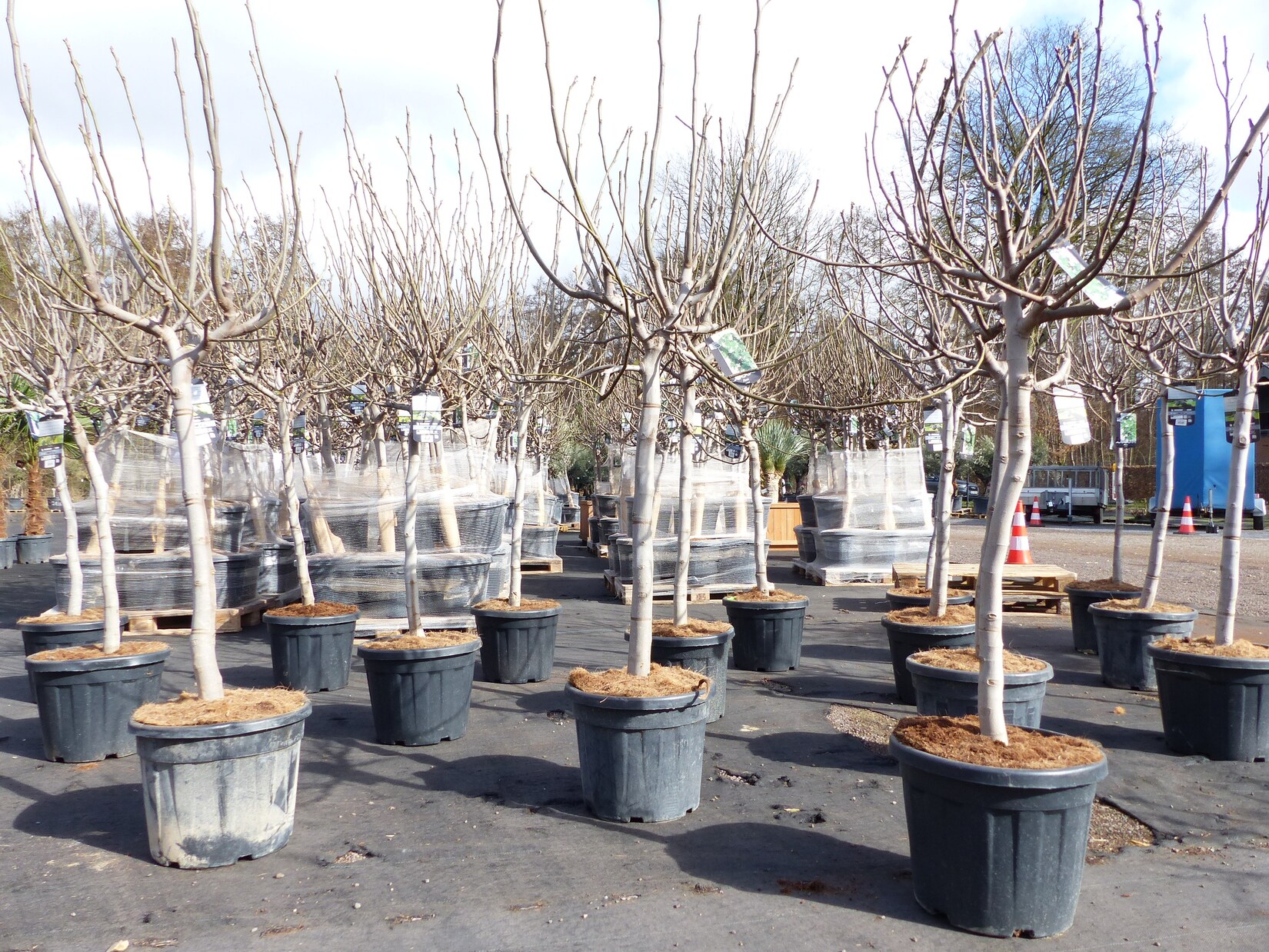 Feigenbaum 180 cm Stammumfang 14 – 20 cm, winterhart, kräftiger Stamm, Ficus Carica, Feige, Obst | 04251740124150