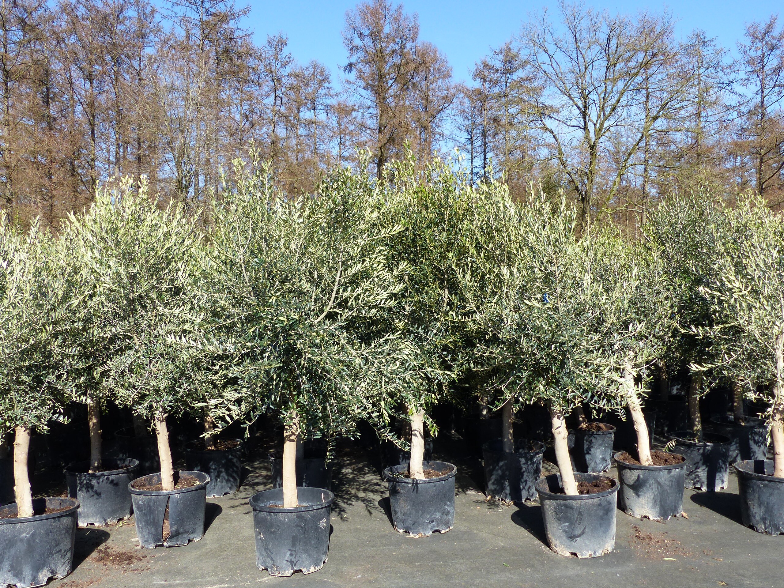 3x Olivenbaum Olive "20 Jahre" 180 - 220 cm, beste Qualit&auml;t, Stammumfang 20 - 30 cm, winterhart, Olea Europaea - Bild 1
