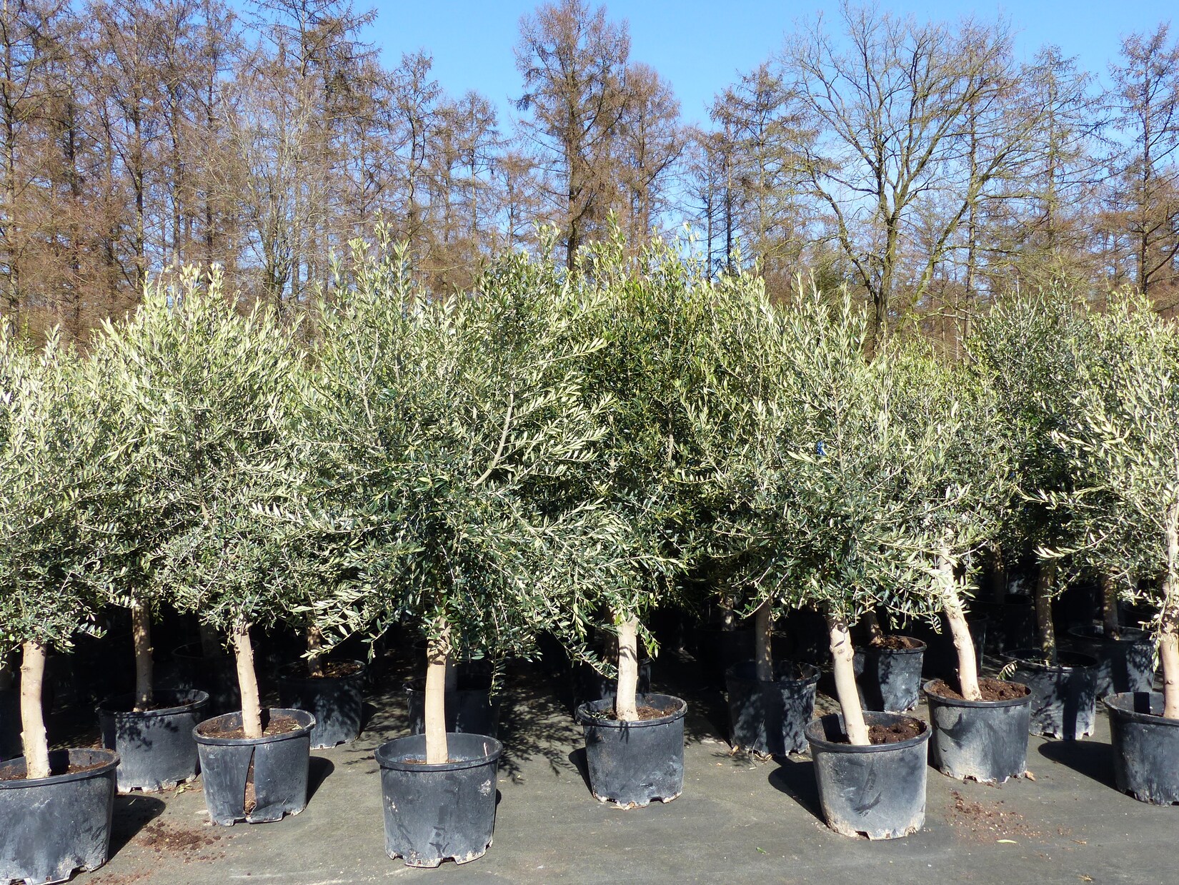 3x Olivenbaum Olive „20 Jahre“ 180 – 220 cm, beste Qualität, Stammumfang 20 – 30 cm, winterhart, Olea Europaea | 04251740124228