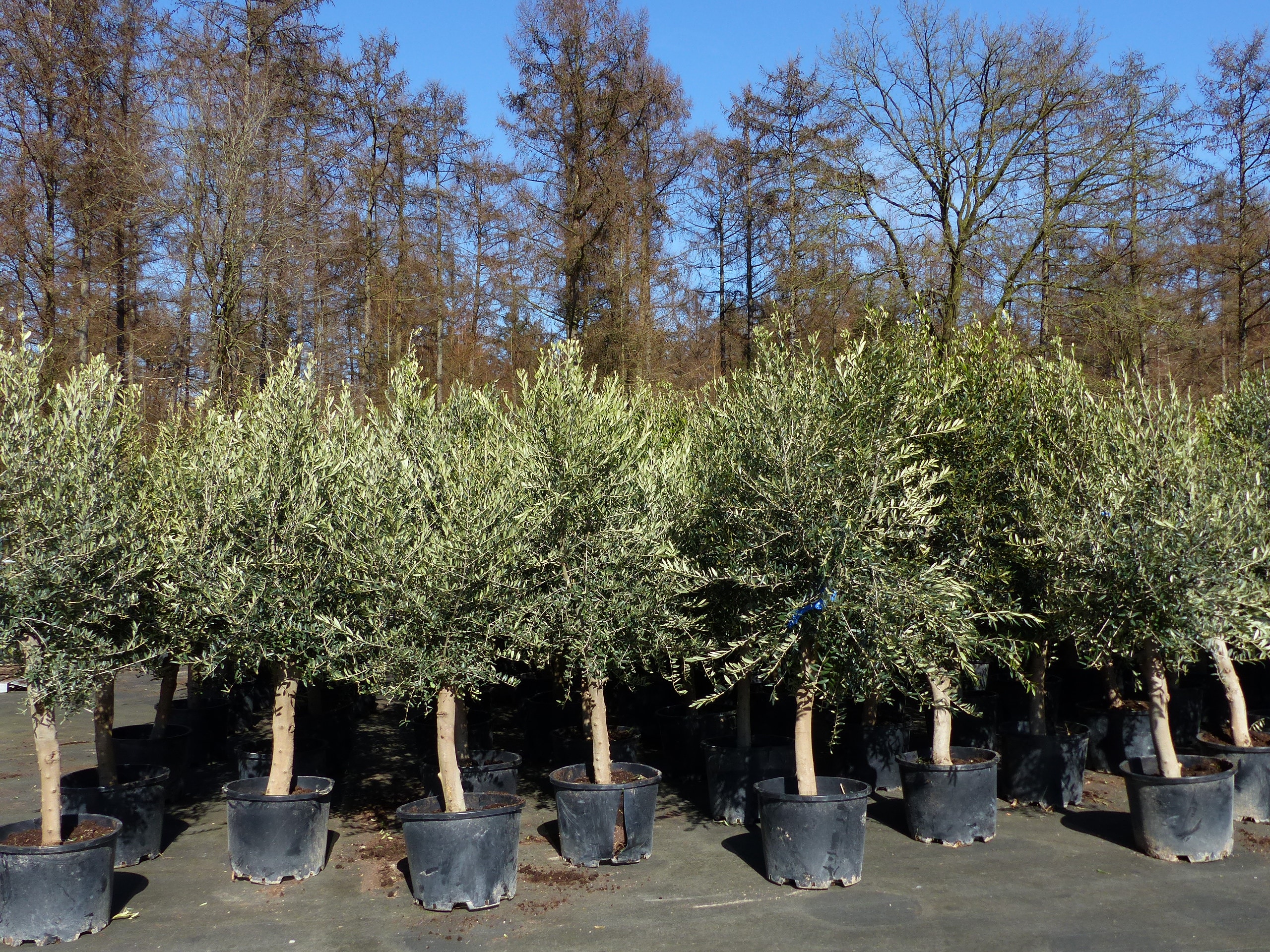 6x Olivenbaum Olive "20 Jahre" 180 - 220 cm, beste Qualit&auml;t, Stammumfang 20 - 30 cm, winterhart, Olea Europaea - Bild 1
