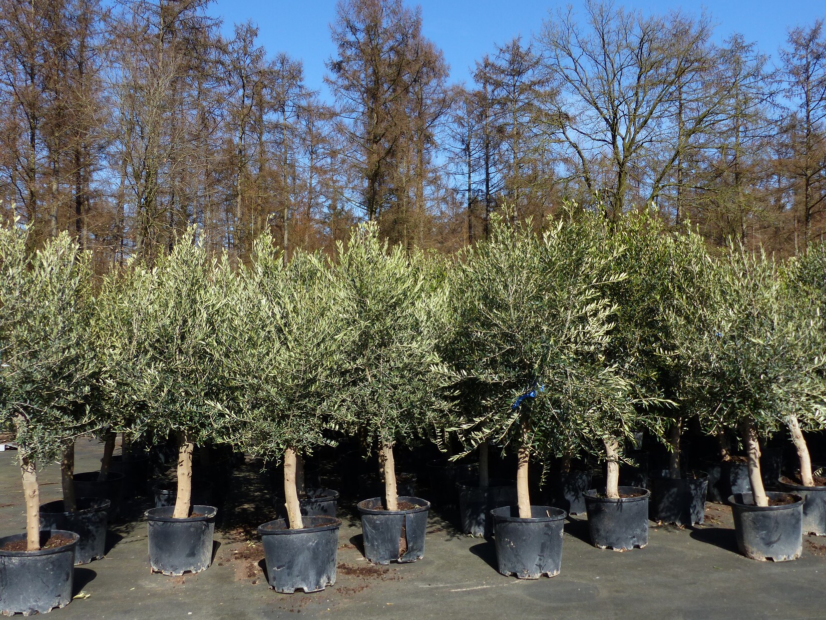 6x Olivenbaum Olive „20 Jahre“ 180 – 220 cm, beste Qualität, Stammumfang 20 – 30 cm, winterhart, Olea Europaea | 04251740124235