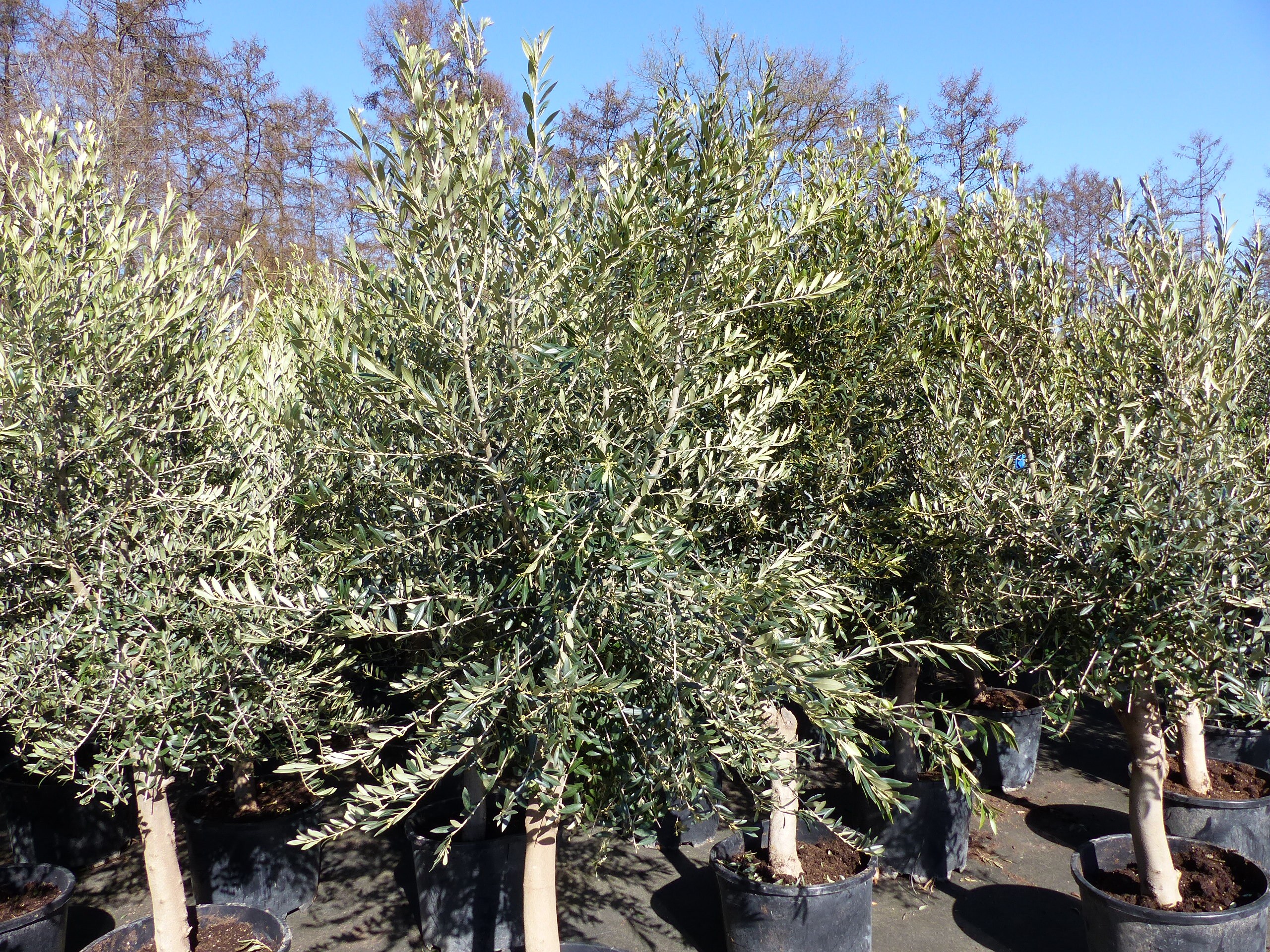 6x Olivenbaum Olive "20 Jahre" 180 - 220 cm, beste Qualitt, Stammumfang 20  - 30 cm, winterhart, Olea Europaea