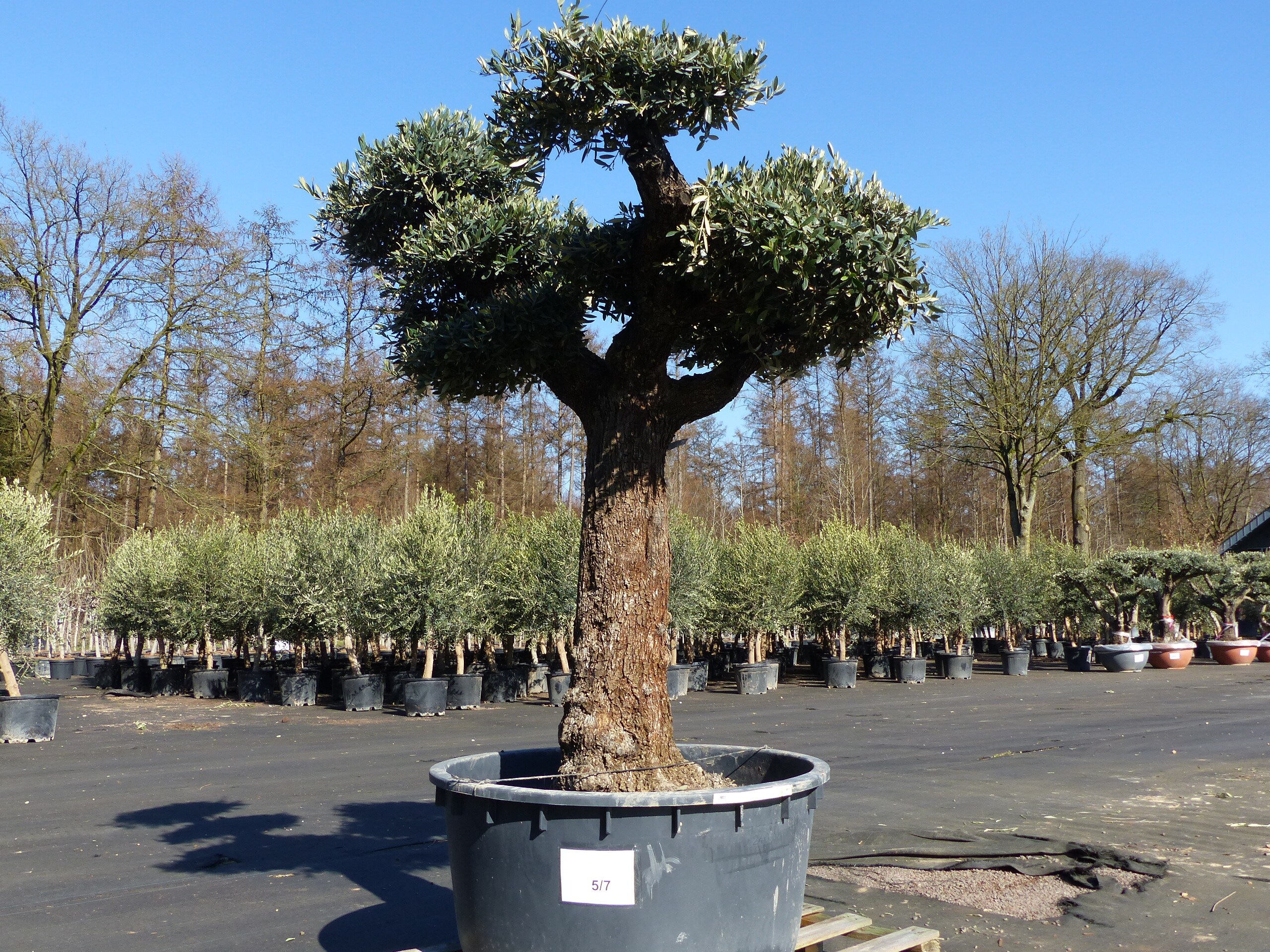Olivenbaum Pon Pon 215 cm Bonsai Formgeh&ouml;lz, winterhart - Bild 1