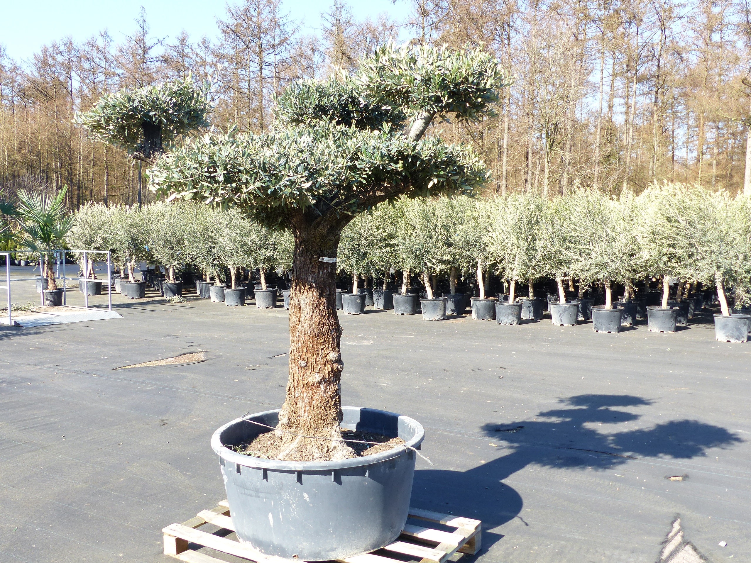 what is bonsai soil Bonsai Soil – Bonsai Bar main image 0