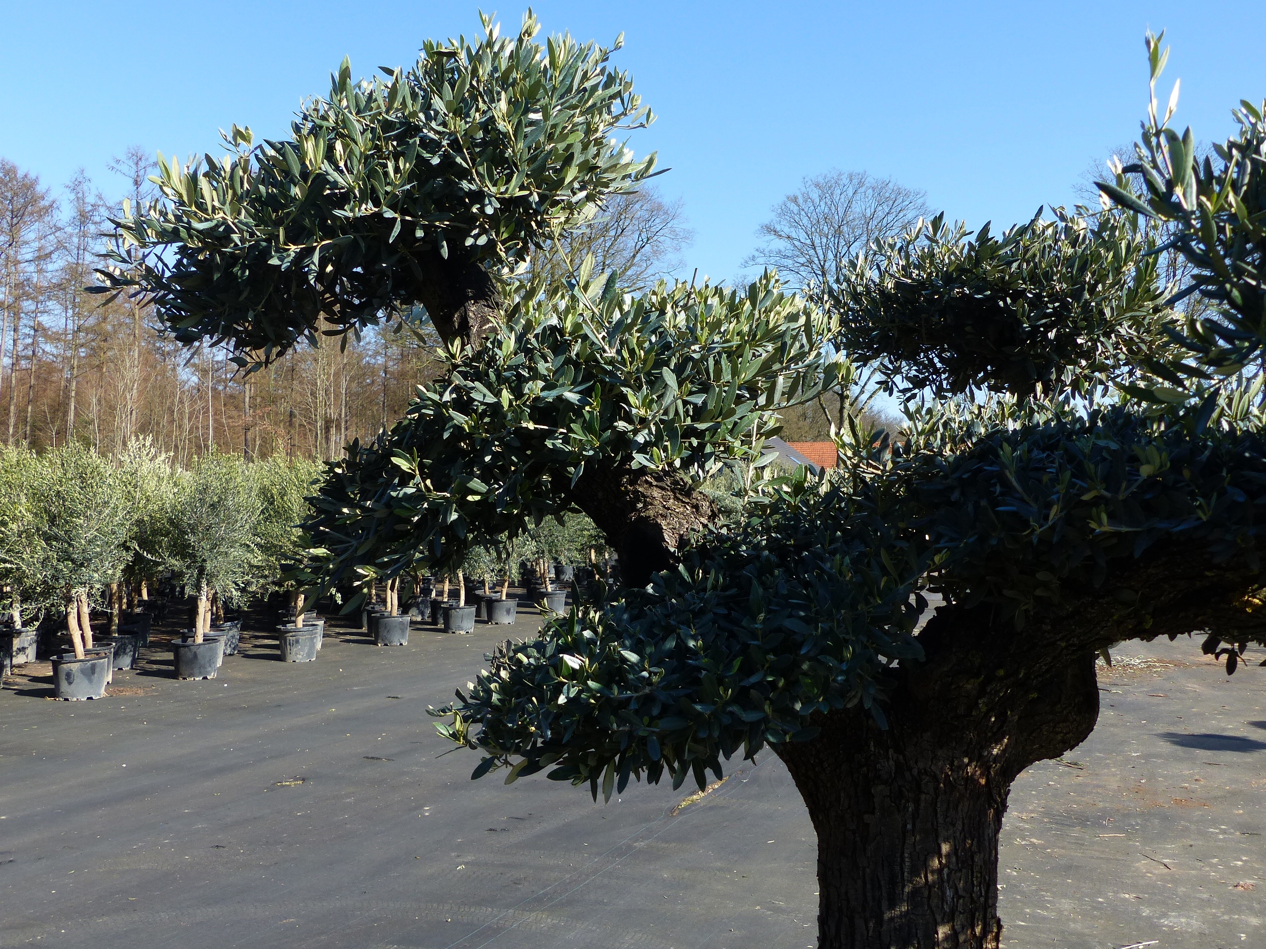 wann rhododendron düngen Rhododendron Dünger - Mineralischer NPK Flüssigdünger mit Stickstoff