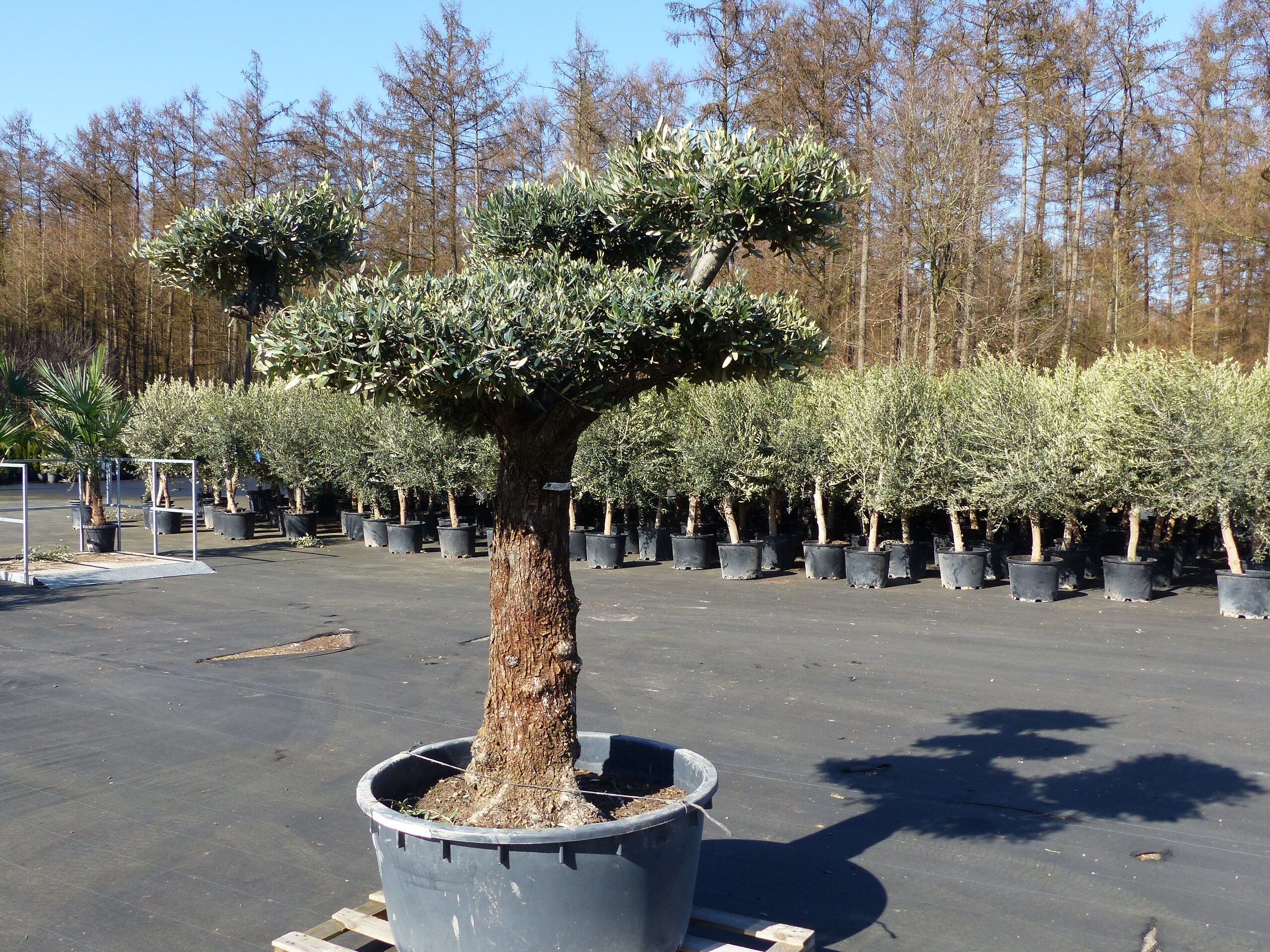 trichodiadema densum bonsai Trichodiadema Densum (4