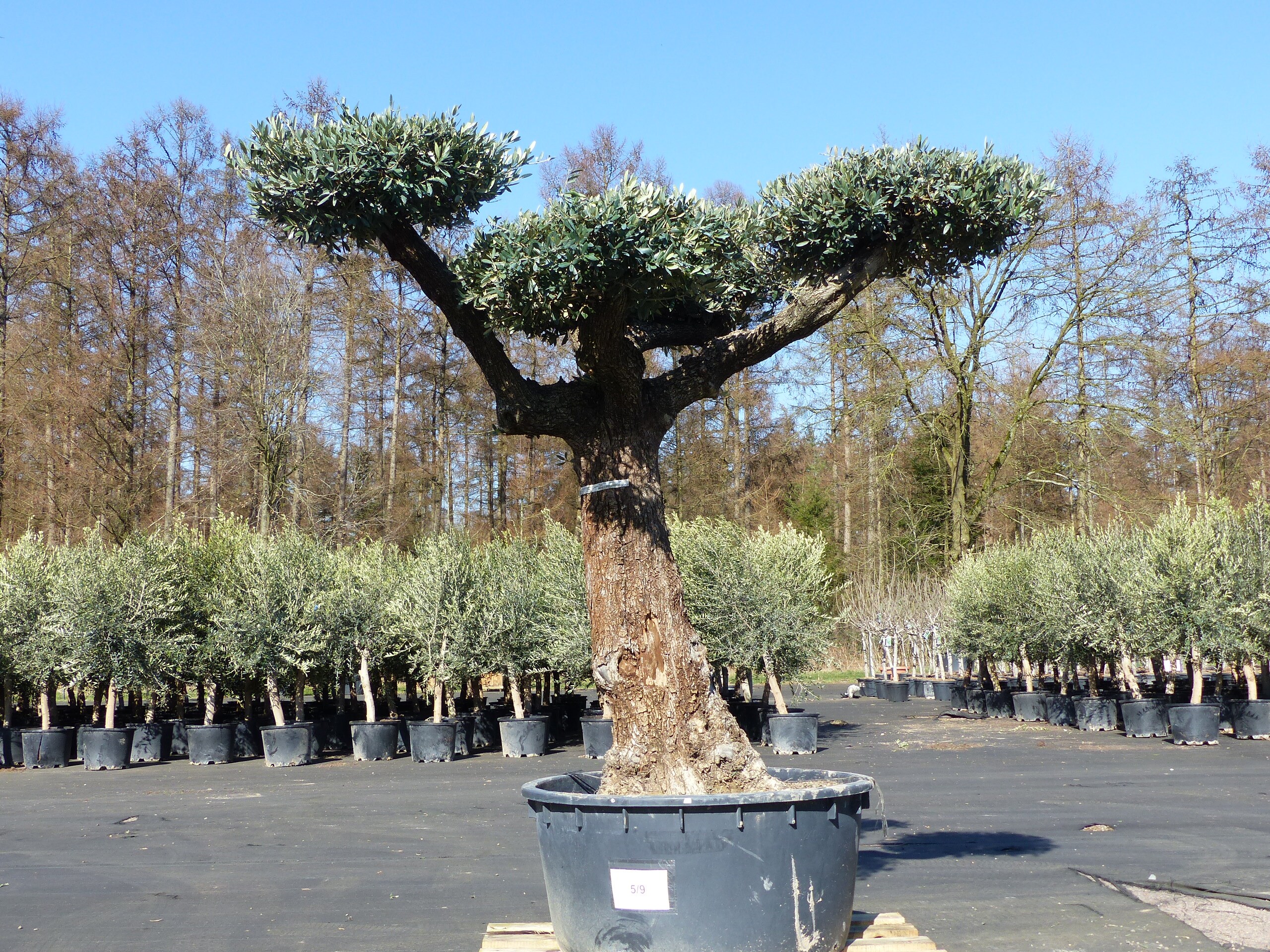 Olivenbaum Pon Pon 195 cm Bonsai Formgeh&ouml;lz, winterhart - Bild 1