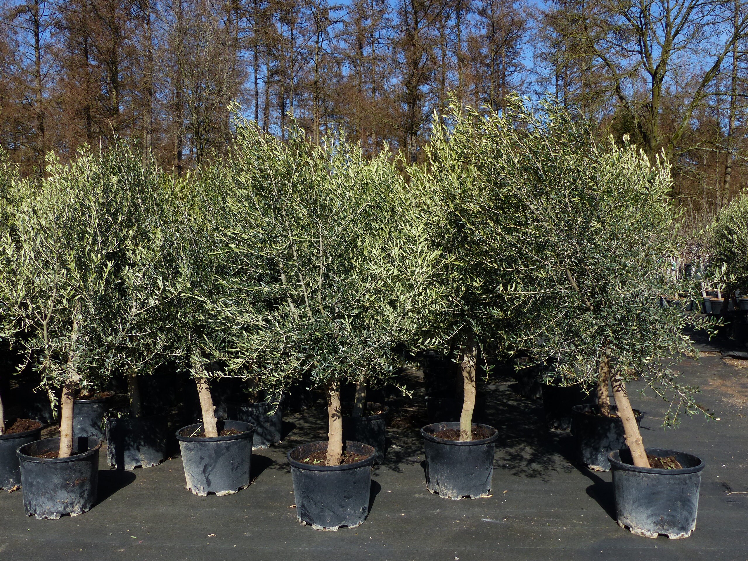 8x Olivenbaum Olive "20 Jahre" 180 - 220 cm, beste Qualit&auml;t, Stammumfang 20 - 30 cm, winterhart, Olea Europaea - Bild 1
