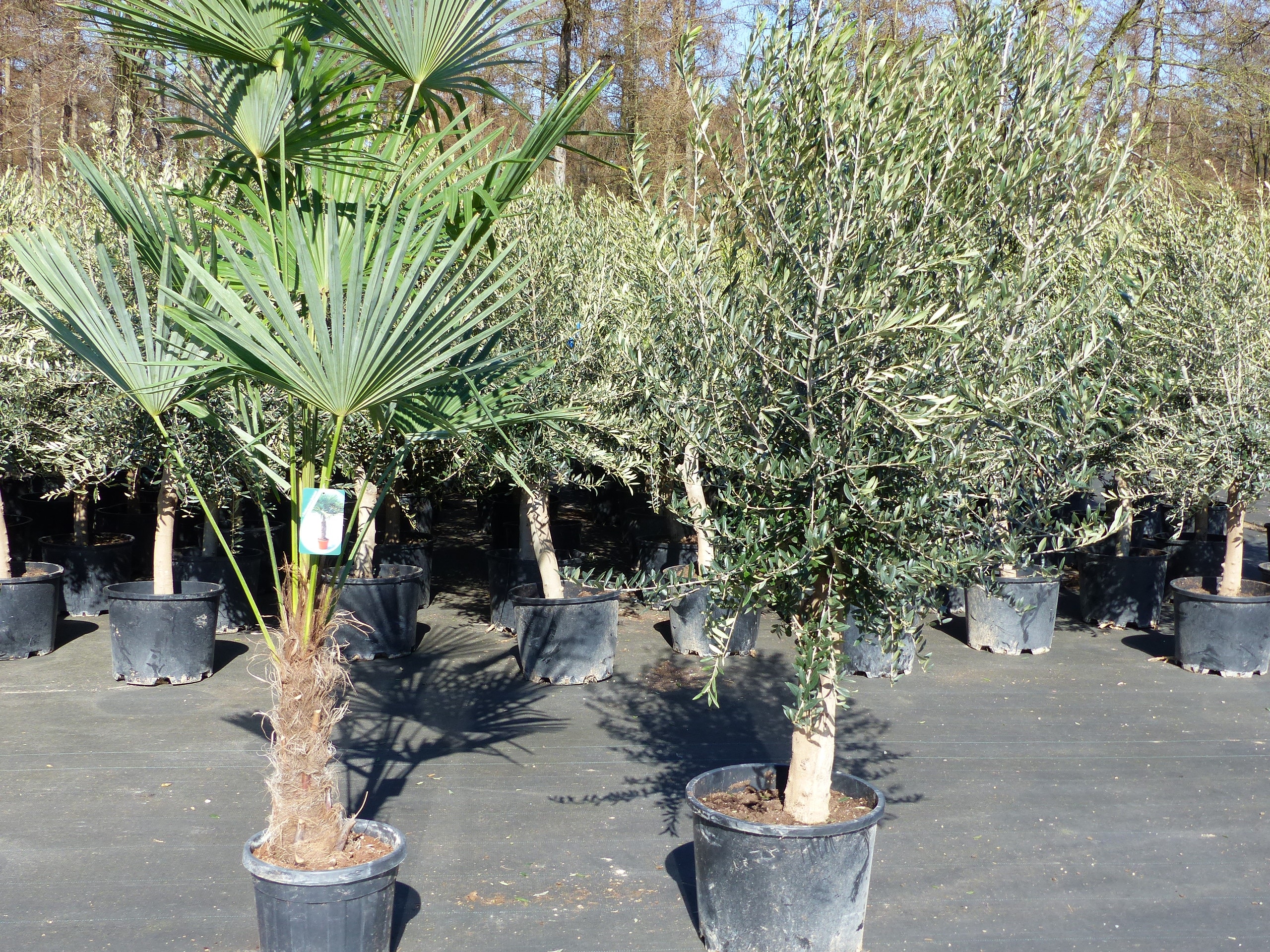 Olivenbaum 20J 180 - 220 cm St.20-30  + 20L Palme St.40 - 60 cm im Set, beste Qualit&auml;t, winterhart, Trachycarpus Olive - Bild 1