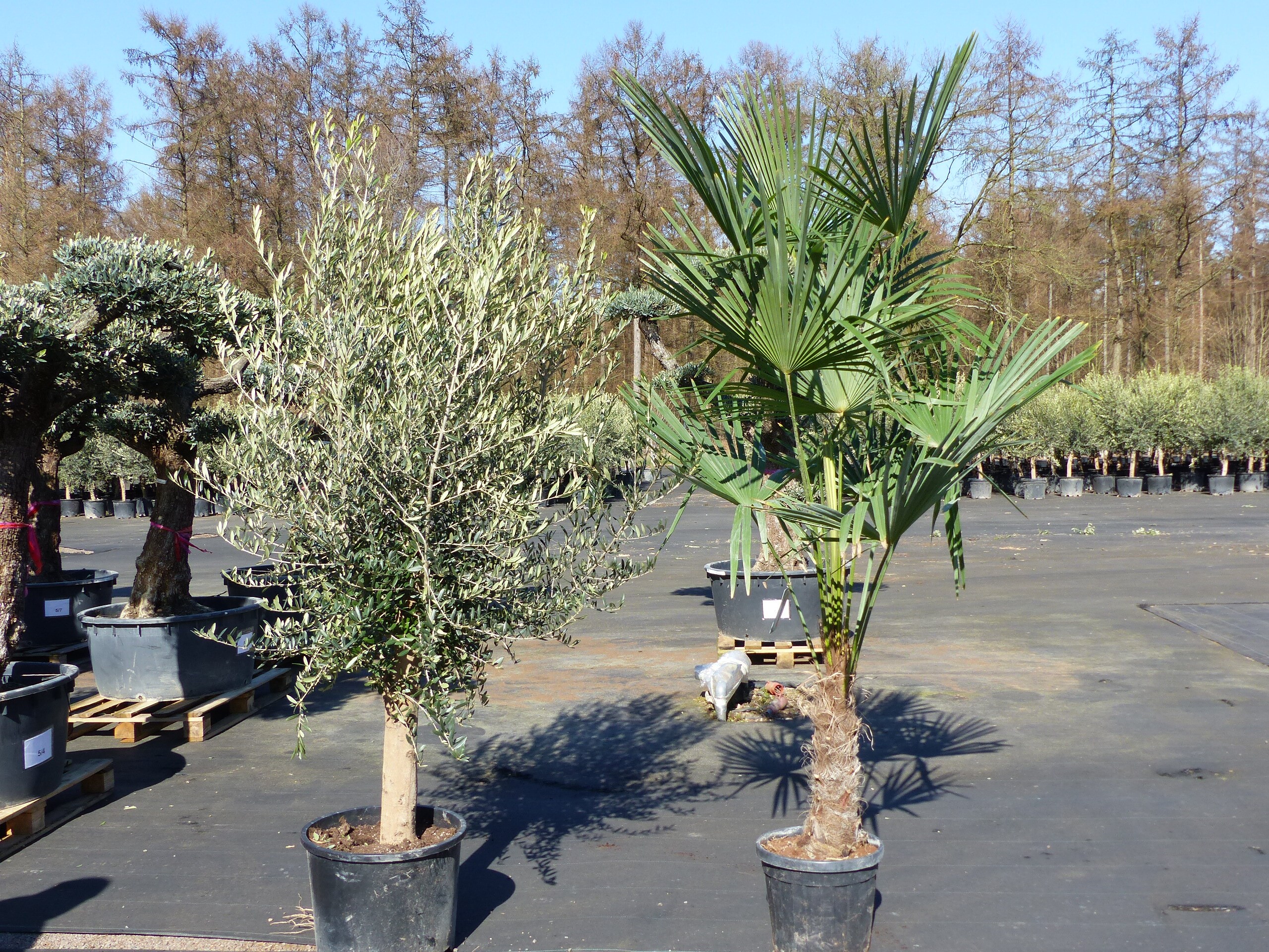 Olivenbaum 20J 180 - 220 cm St.20-30 + 20L Palme St.40 - 60 cm im Set,  beste Qualitt, winterhart, Trachycarpus Olive online kaufen bei Netto