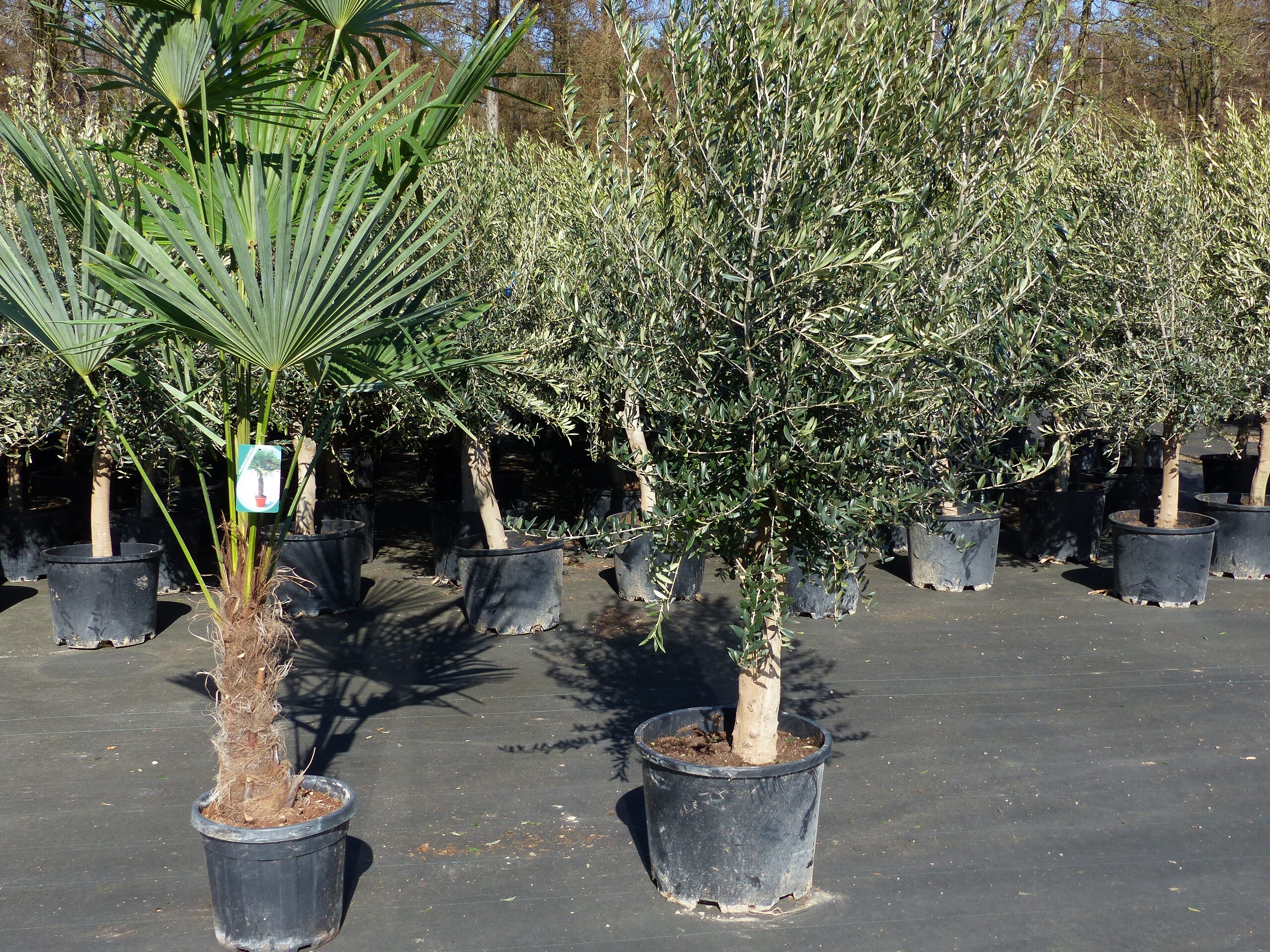 Olivenbaum 20J 180 - 220 cm St.20-30 + 20L Palme St.40 - 60 cm im Set,  beste Qualitt, winterhart, Trachycarpus Olive