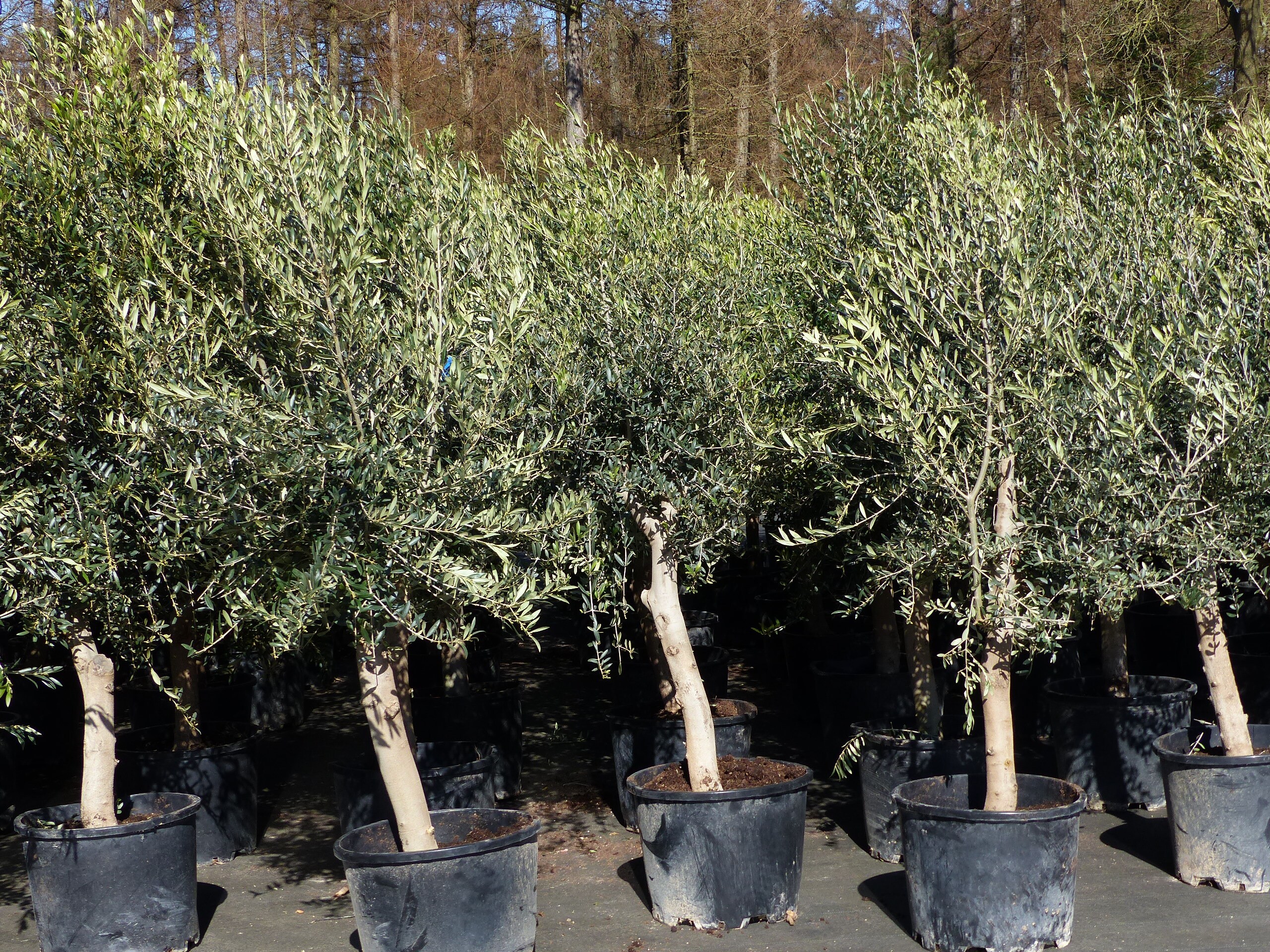 Olivenbaum 20J 180 - 220 cm St.20-30 + 20L Palme St.40 - 60 cm im Set,  beste Qualitt, winterhart, Trachycarpus Olive online kaufen bei Netto