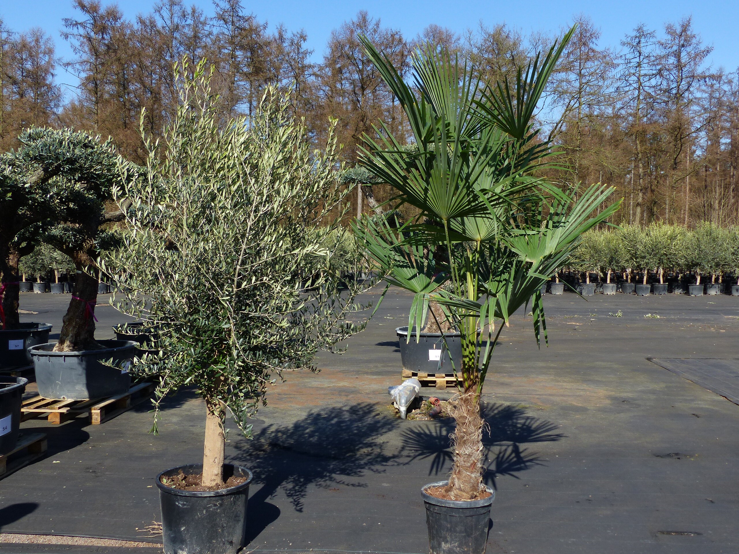 Olivenbaum 20J 180 - 220 cm St.20-30 + 20L Palme St.40 - 60 cm im Set,  beste Qualitt, winterhart, Trachycarpus Olive online kaufen bei Netto