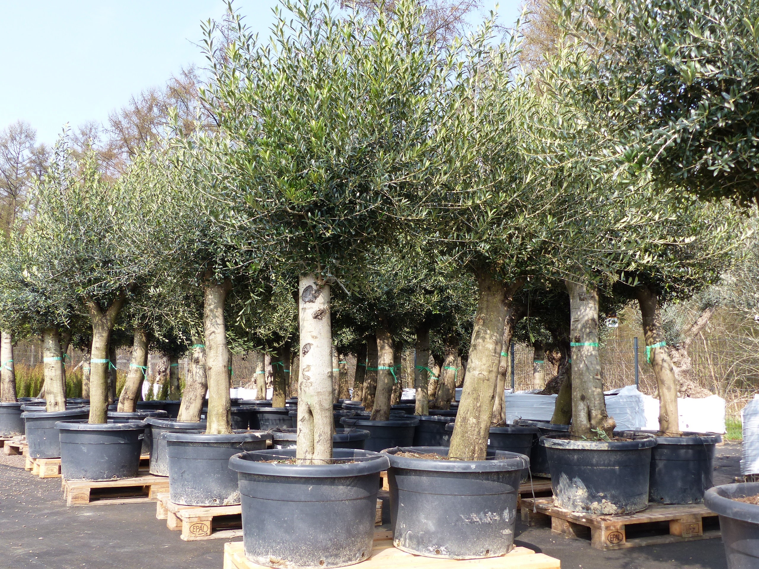Olivenbaum Olive "60 Jahre" 200 - 240 cm, beste Qualit&auml;t, Stammumfang 40 - 60 cm, winterhart, Olea Europaea - Bild 1