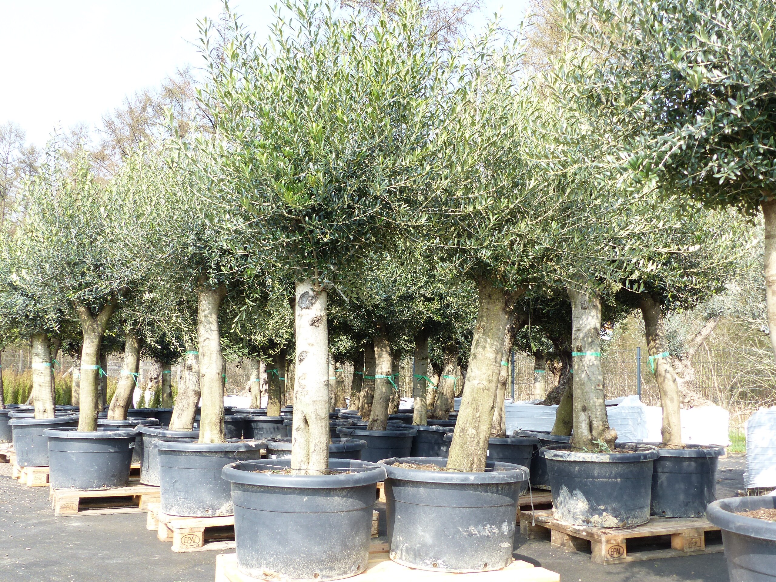 Olivenbaum Olive "60 Jahre" 200 - 240 cm, beste Qualitt, Stammumfang 40 -  60 cm, winterhart, Olea Europaea