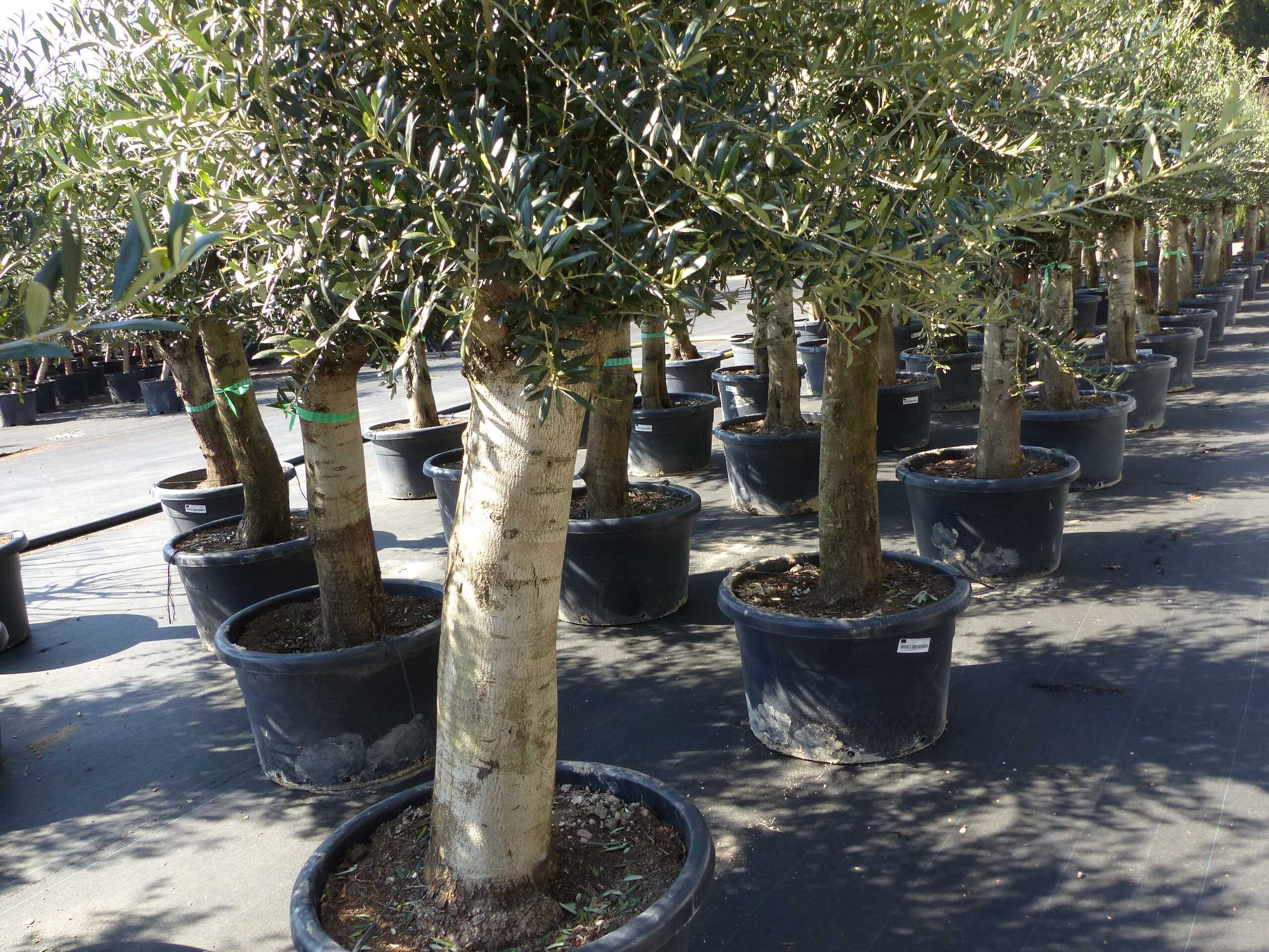 Olivenbaum Olive "60 Jahre" 200 - 240 cm, beste Qualitt, Stammumfang 40 -  60 cm, winterhart, Olea Europaea