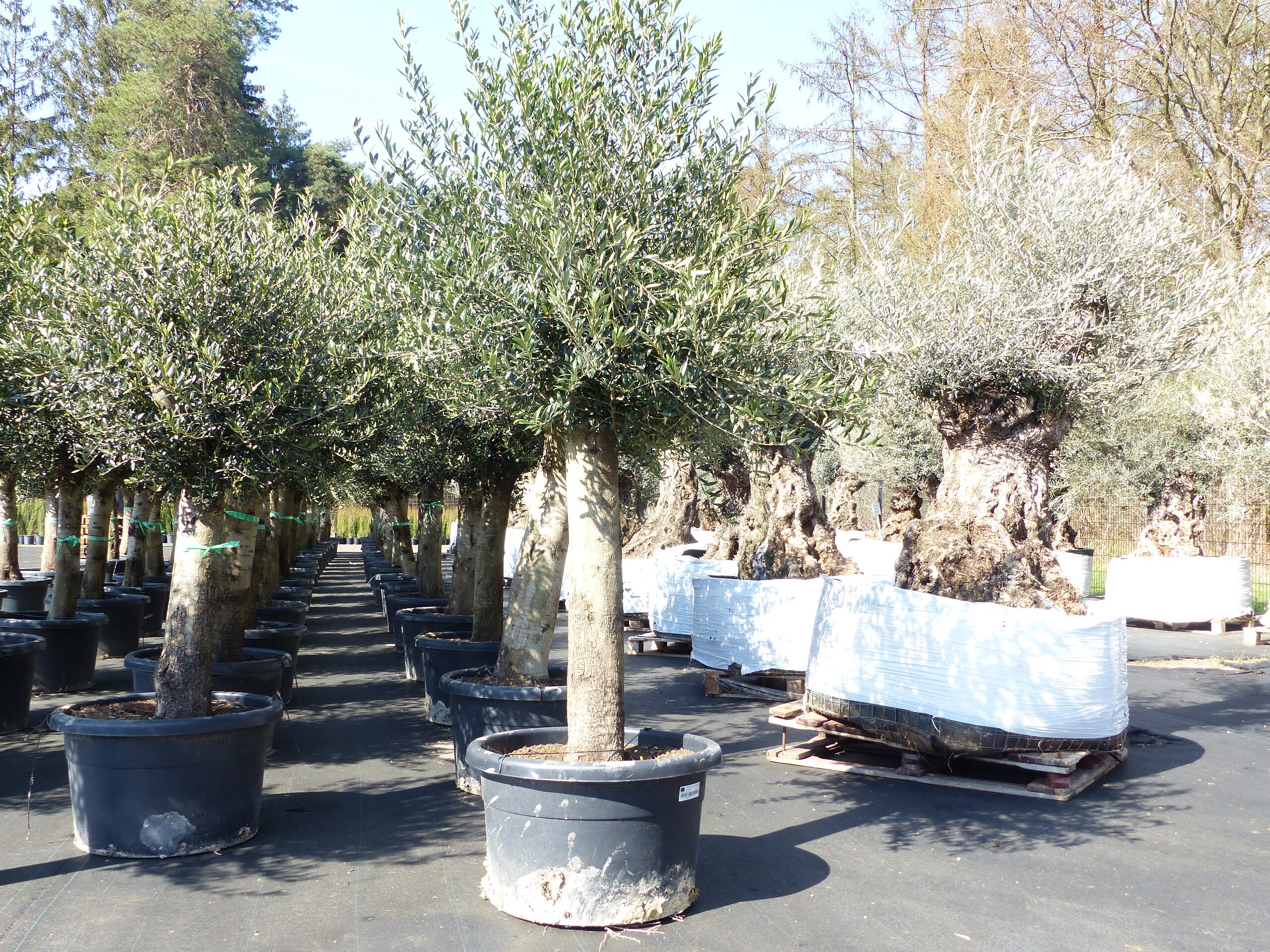 Olivenbaum Olive "60 Jahre" 200 - 240 cm, beste Qualitt, Stammumfang 40 -  60 cm, winterhart, Olea Europaea online kaufen bei Netto