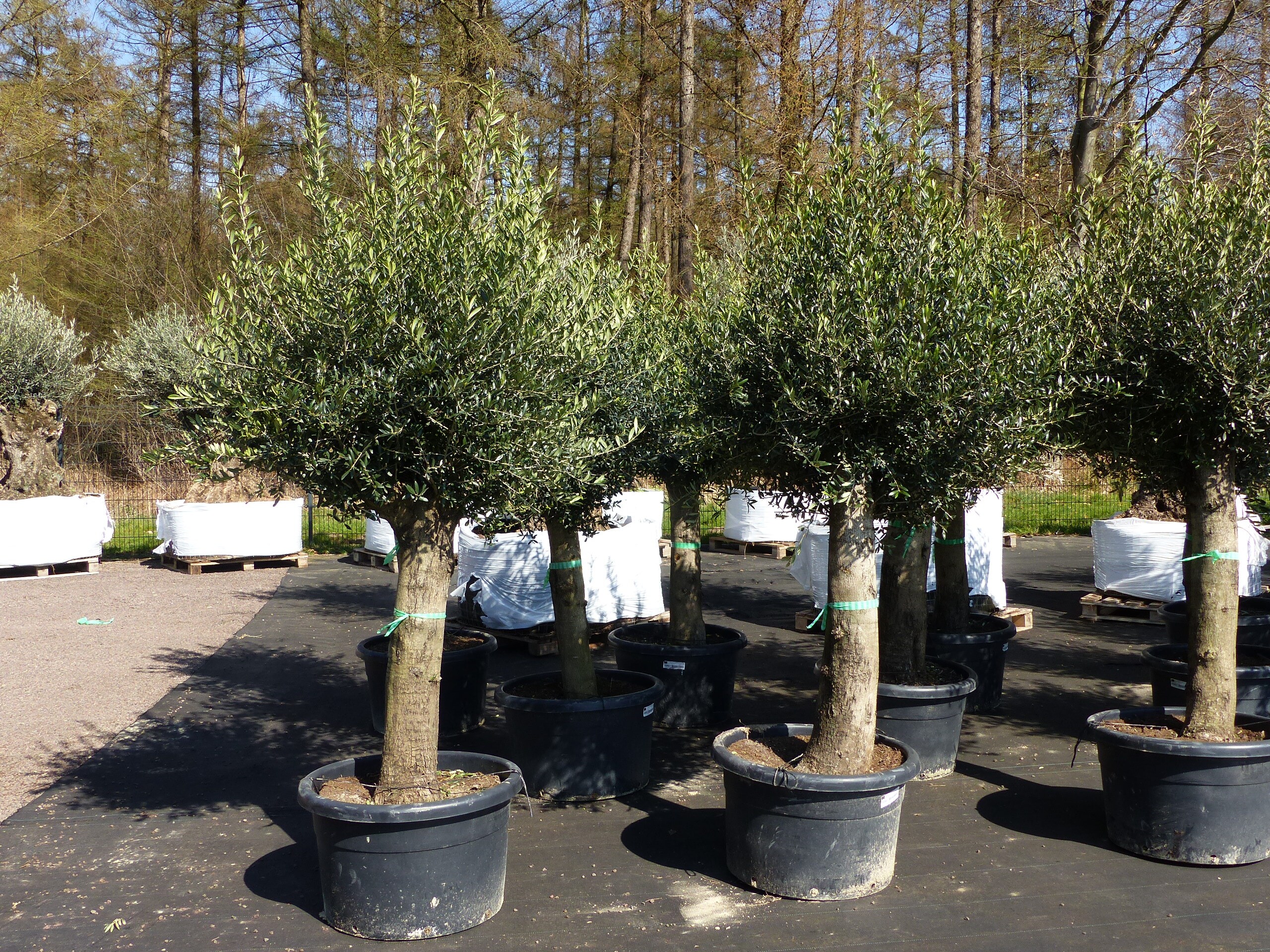 Olivenbaum Olive "60 Jahre" 200 - 240 cm, beste Qualitt, Stammumfang 40 -  60 cm, winterhart, Olea Europaea