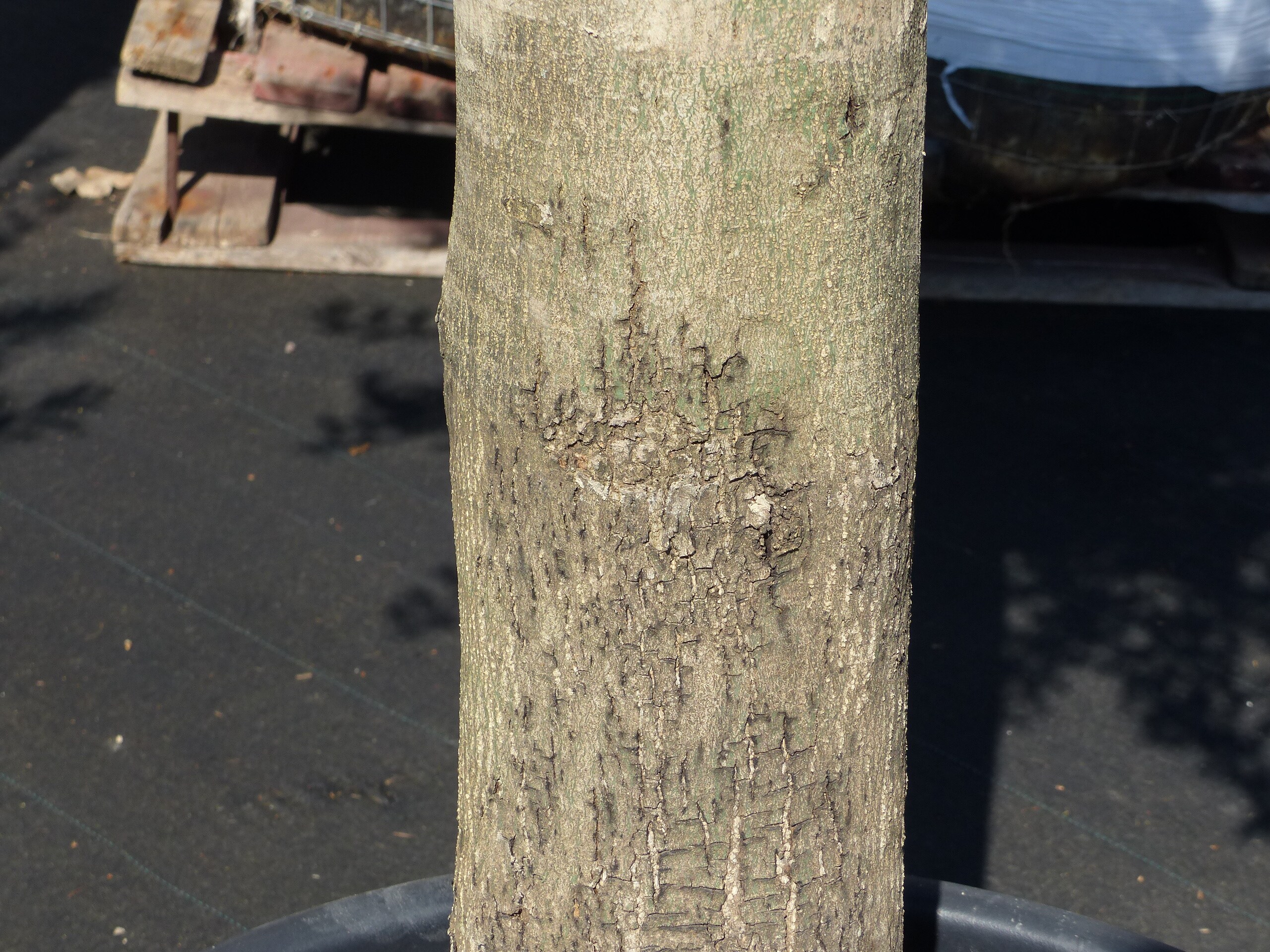 Olivenbaum Olive "60 Jahre" 200 - 240 cm, beste Qualitt, Stammumfang 40 -  60 cm, winterhart, Olea Europaea online kaufen bei Netto