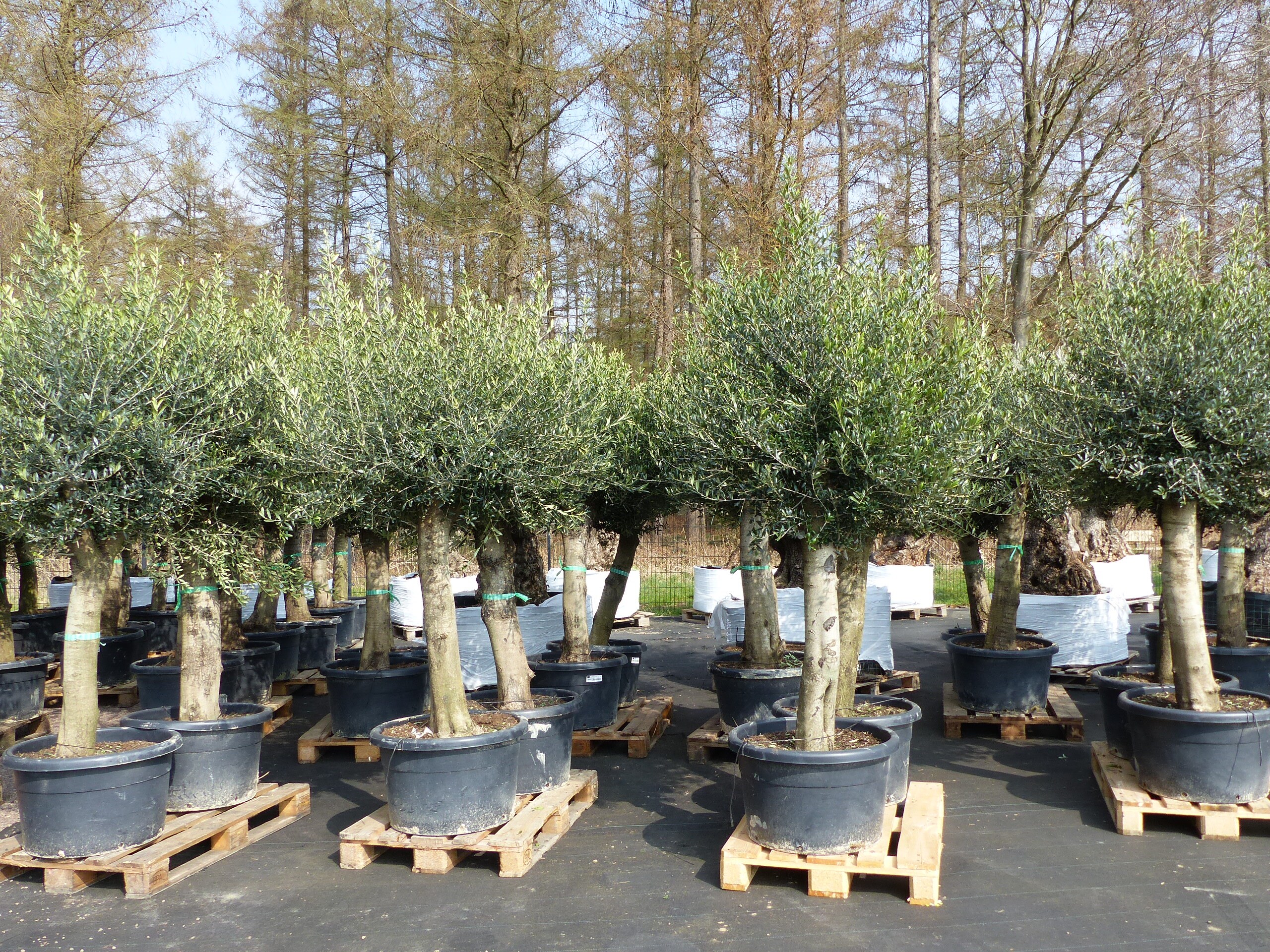 2x Olivenbaum Olive "60 Jahre" 200 - 240 cm, beste Qualit&auml;t, Stammumfang 40 - 50 cm, winterhart, Olea Europaea - Bild 1