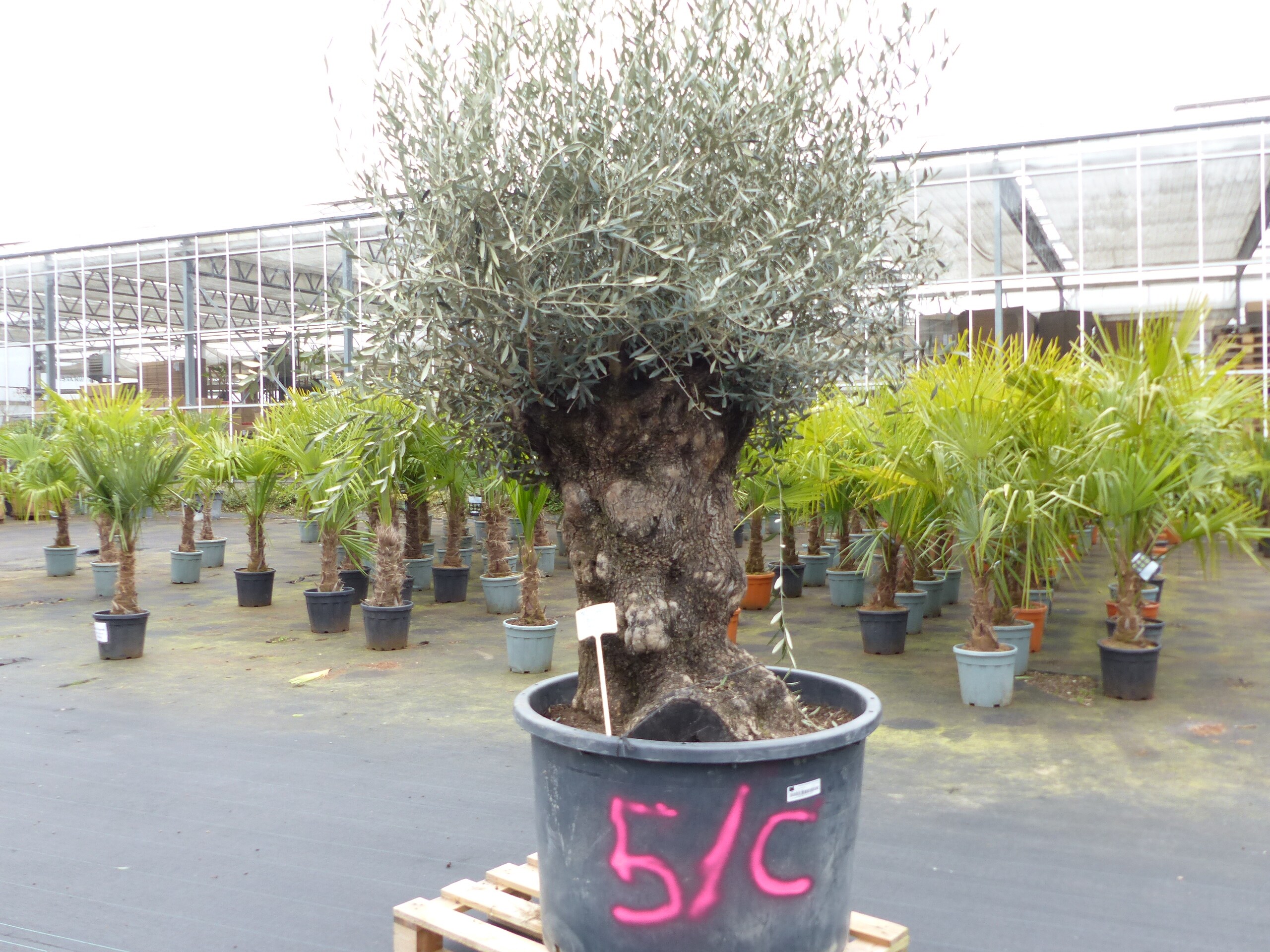 genau diesen Baum Nr. 5/C, 250 cm, Olivenbaum, knorrige alte urige Olive winterhart - Bild 1